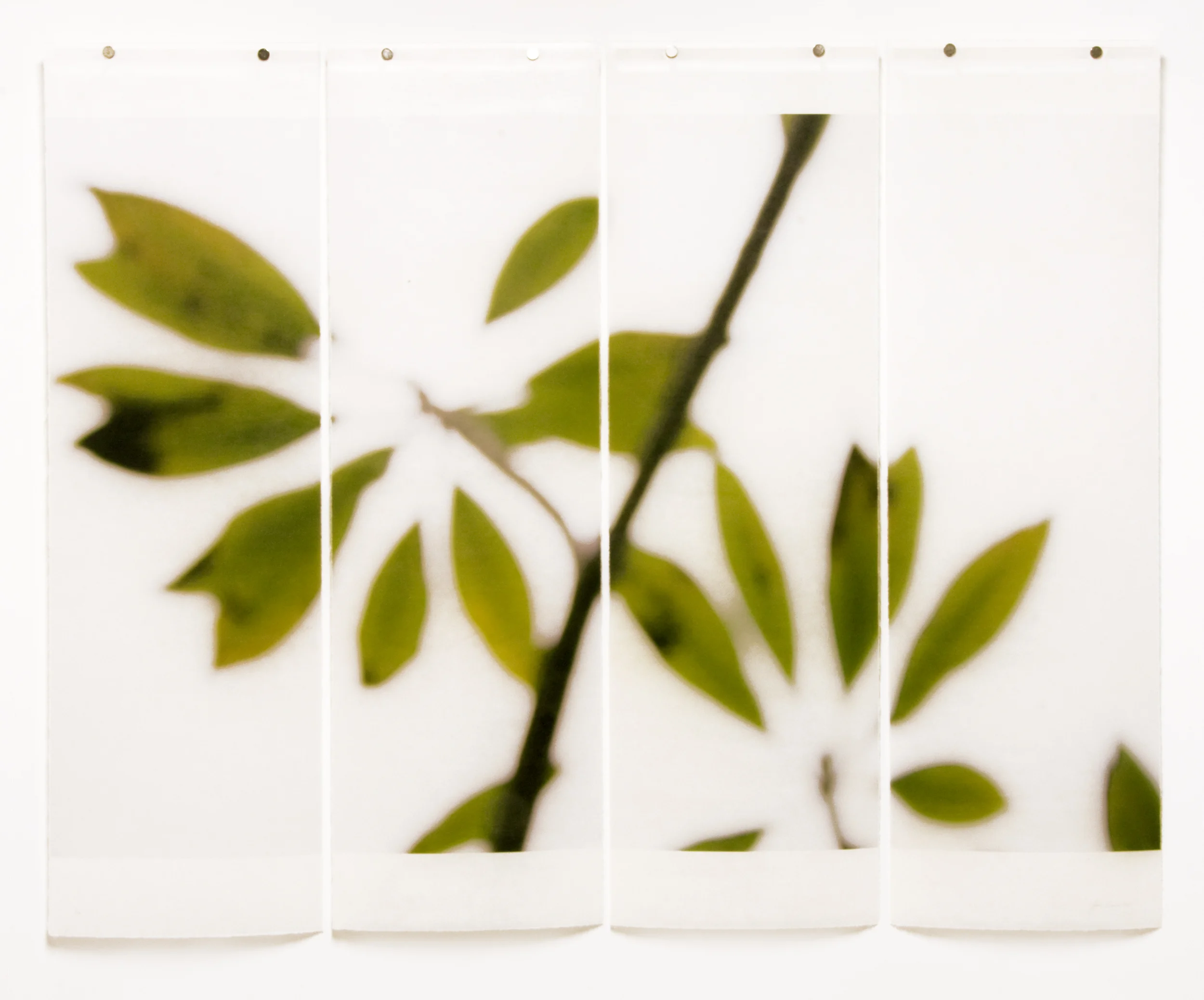 Winter Plumeria, No.7