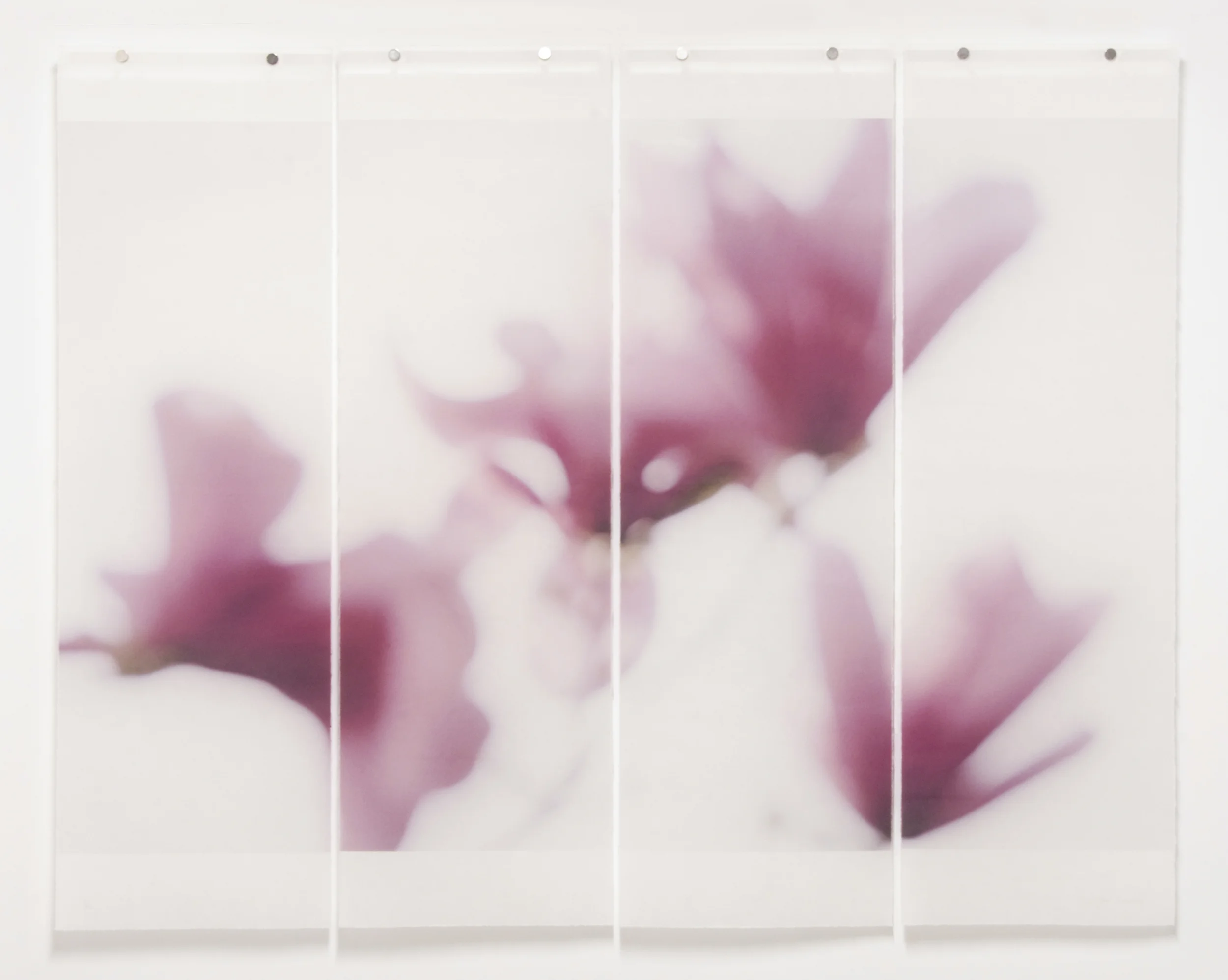 Magnolia, No.12