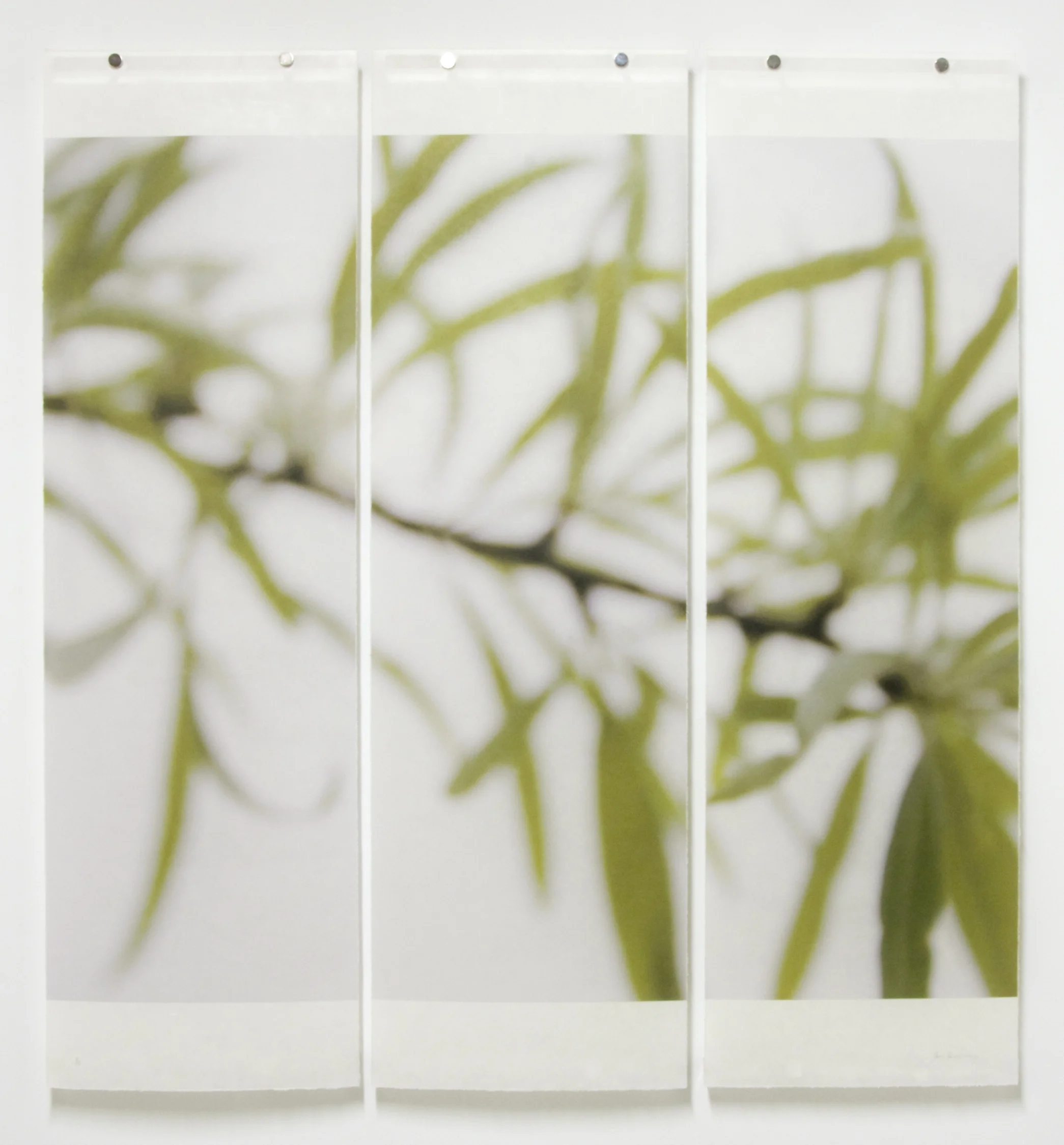 Silver Pear Willow