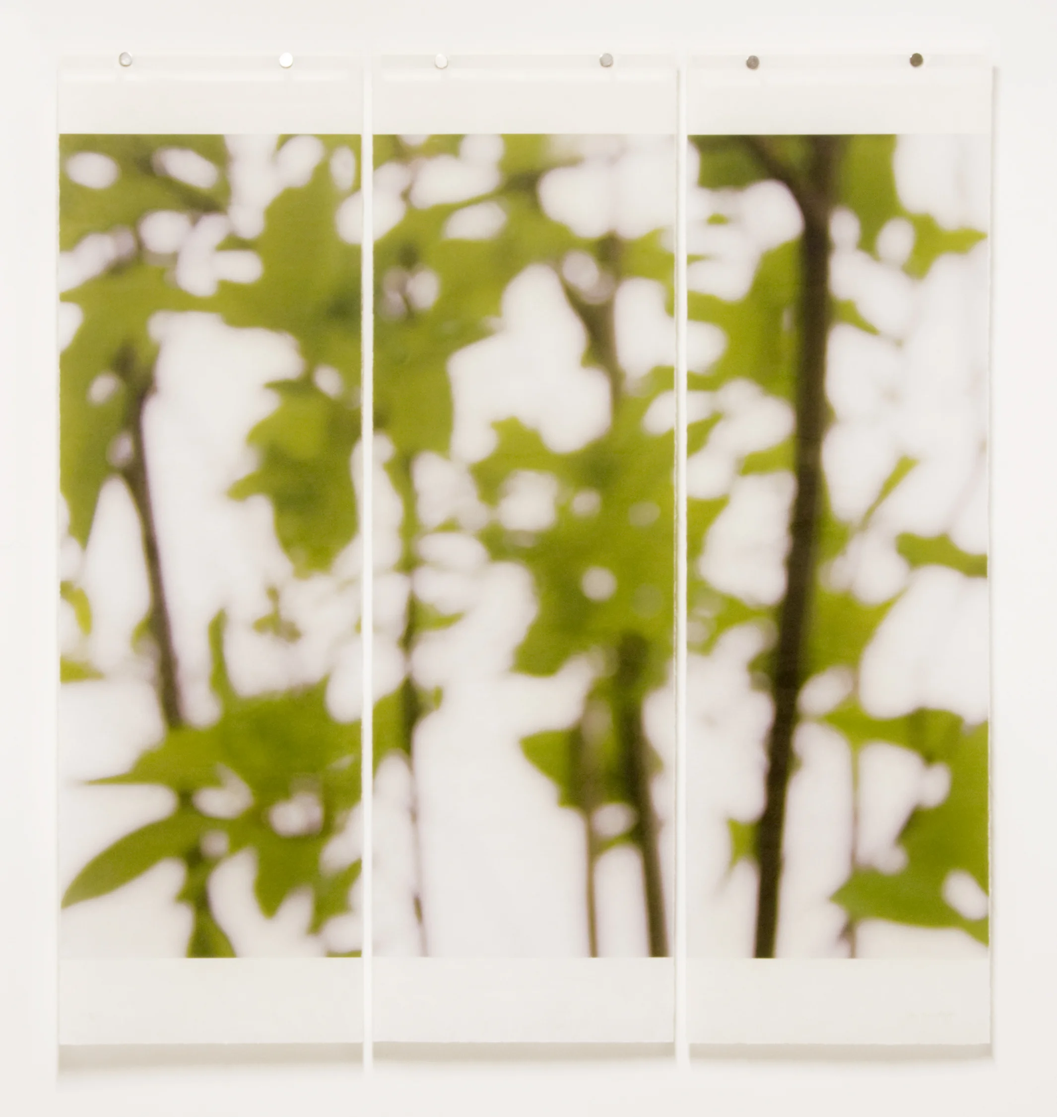 First Foliage, No.5