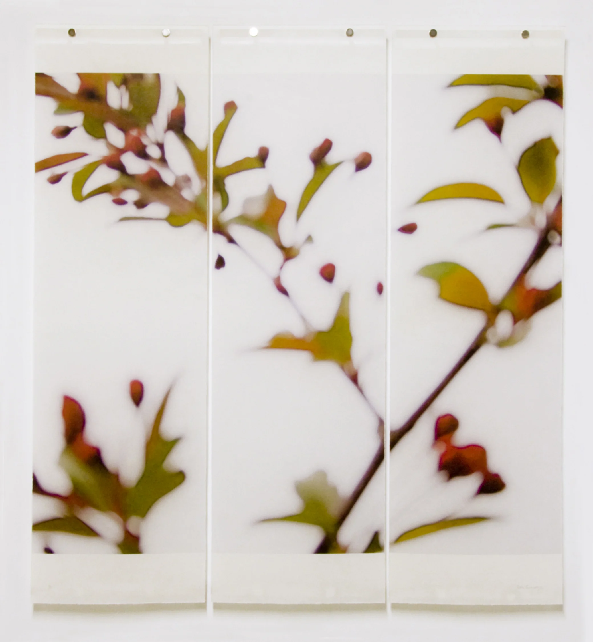 Crabapple, No.4