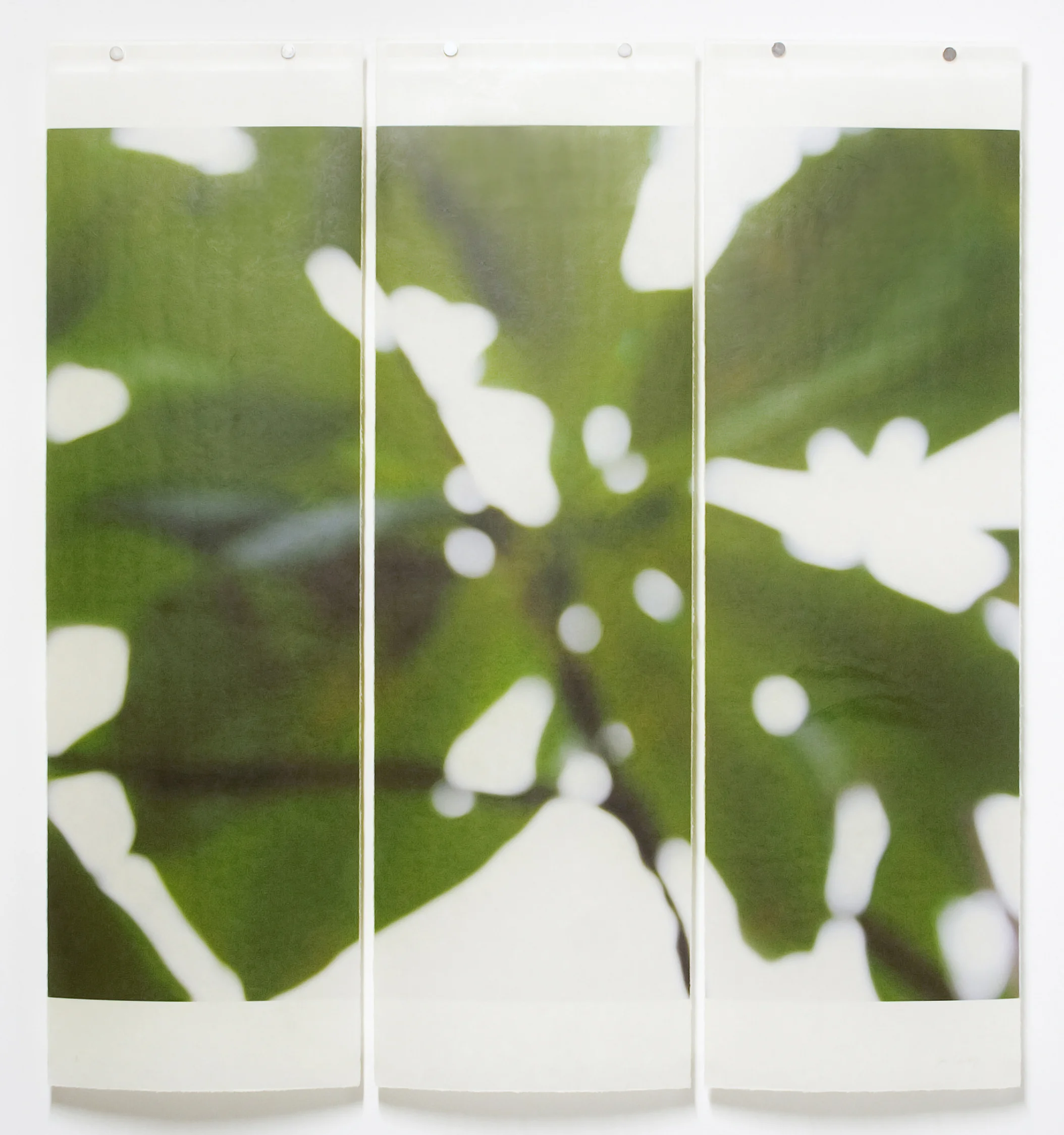 Summer Greens, No.5