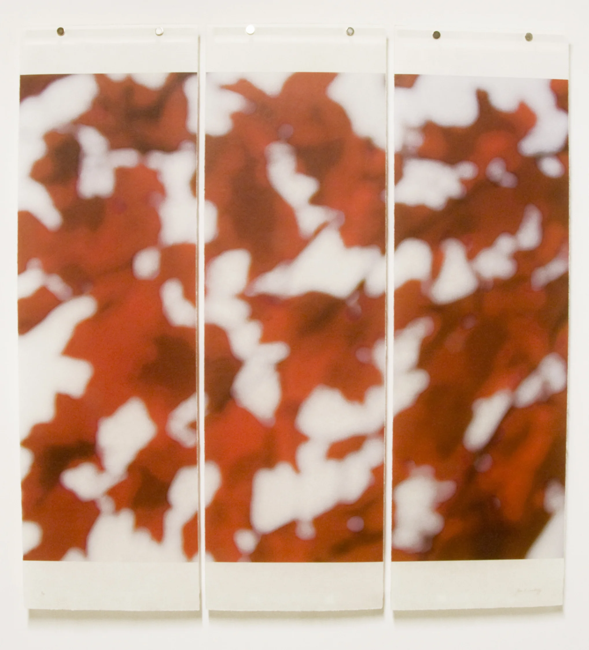 Sugar Maple Splash (Red)