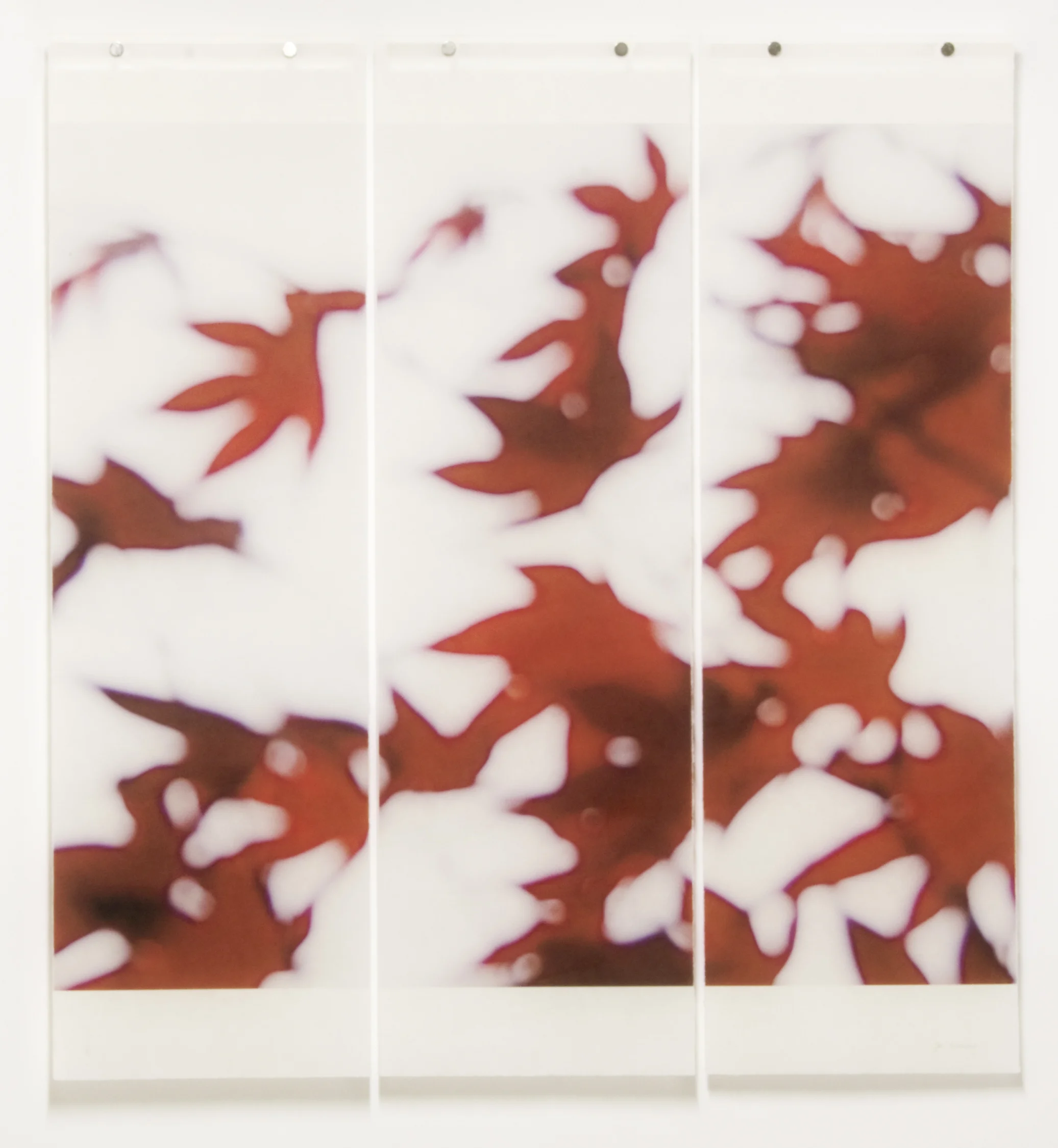 Japanese Maple, No.7