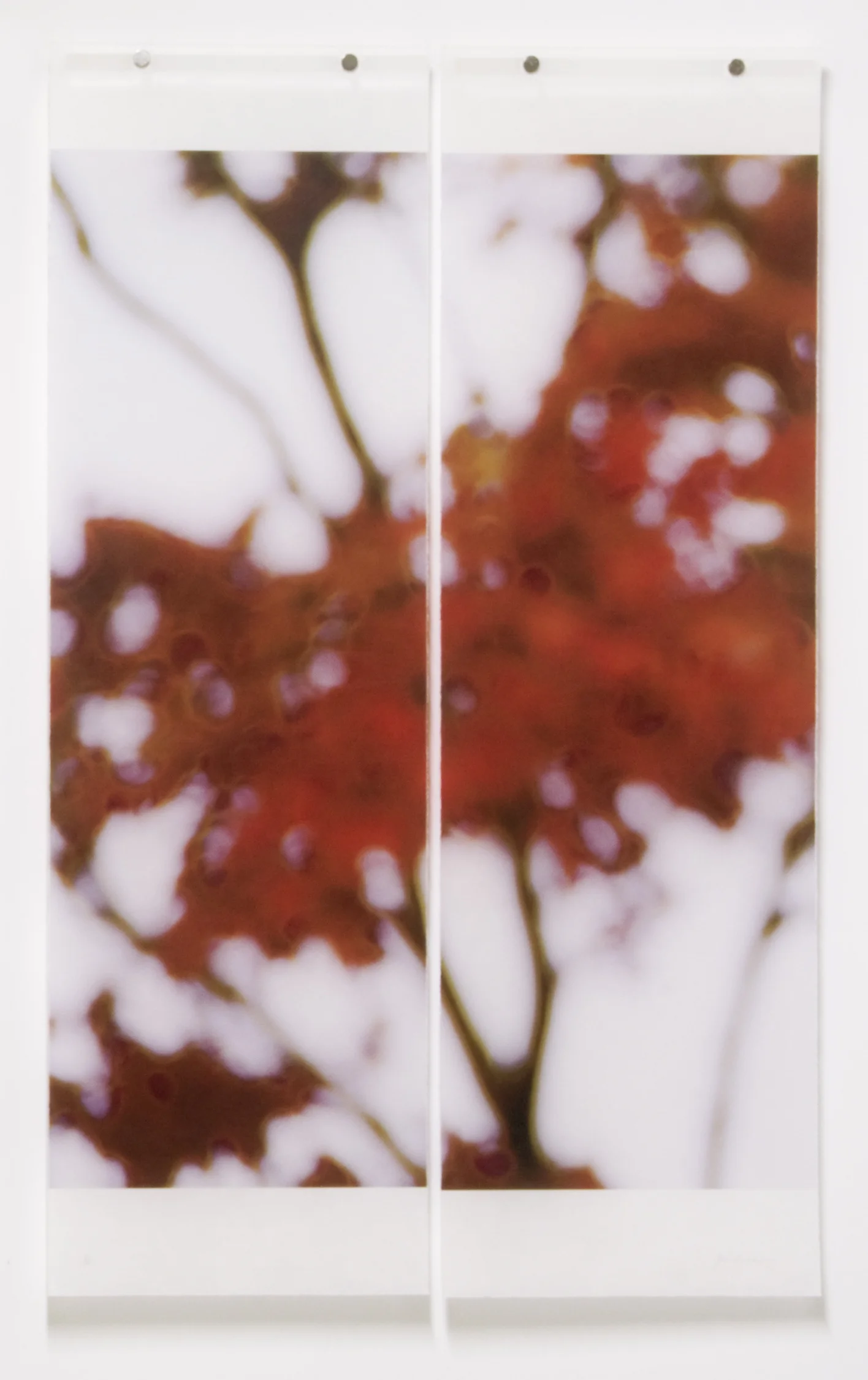 Japanese Maple