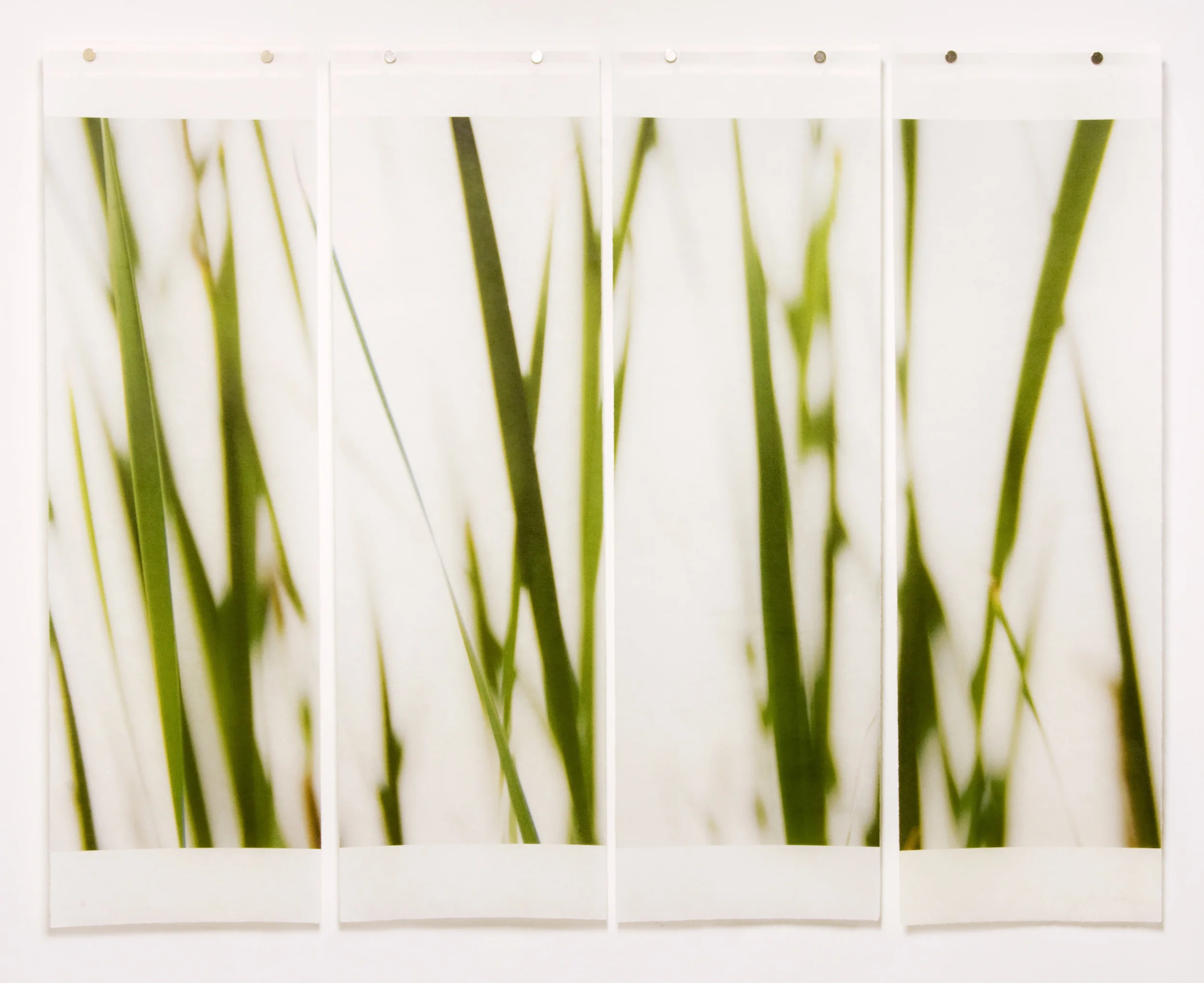 Among Cattails