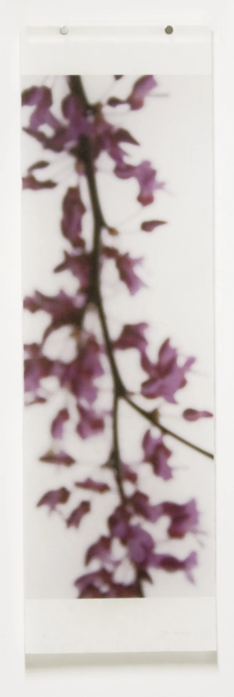 Red Bud