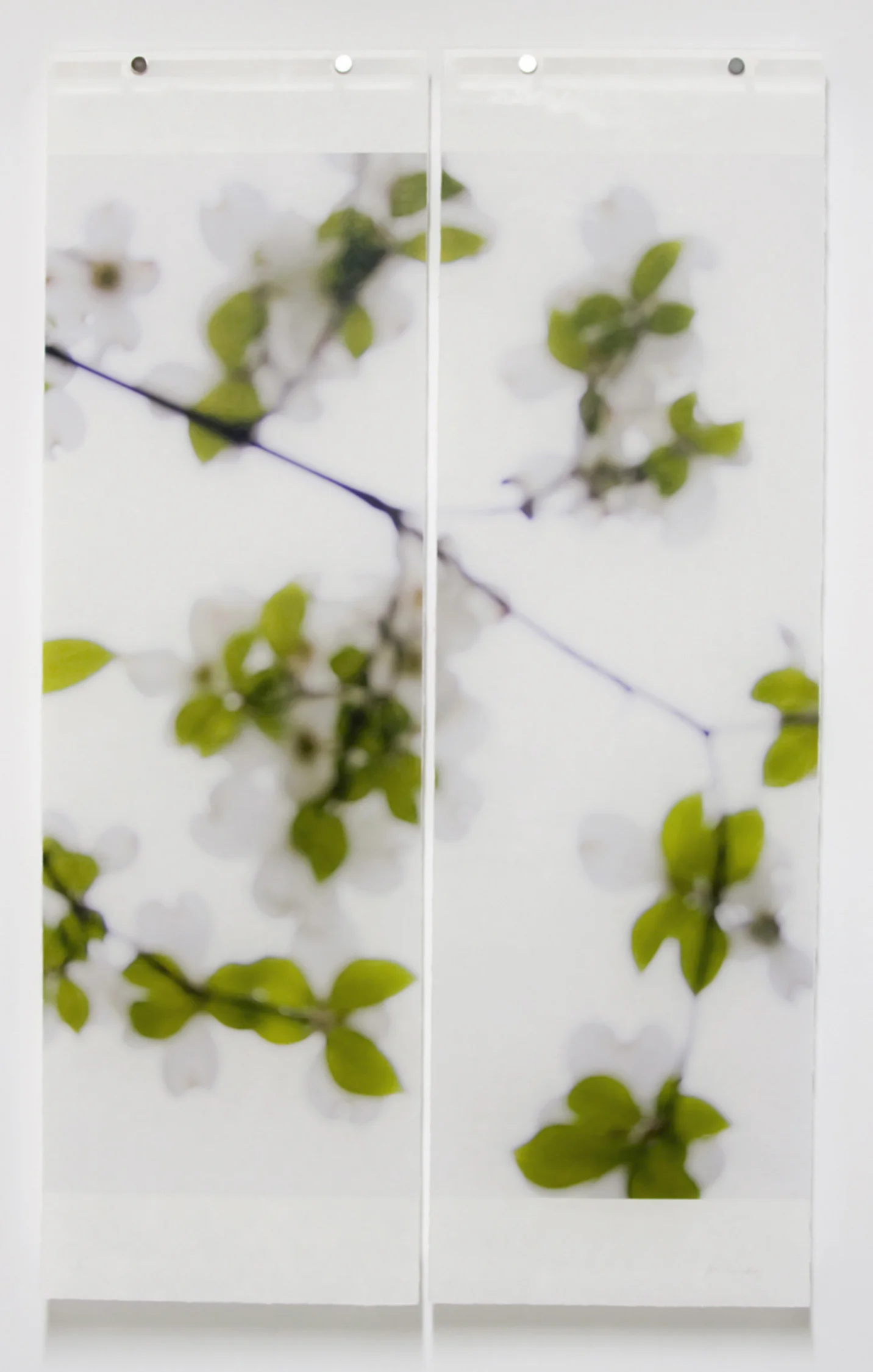 Dogwood (White)
