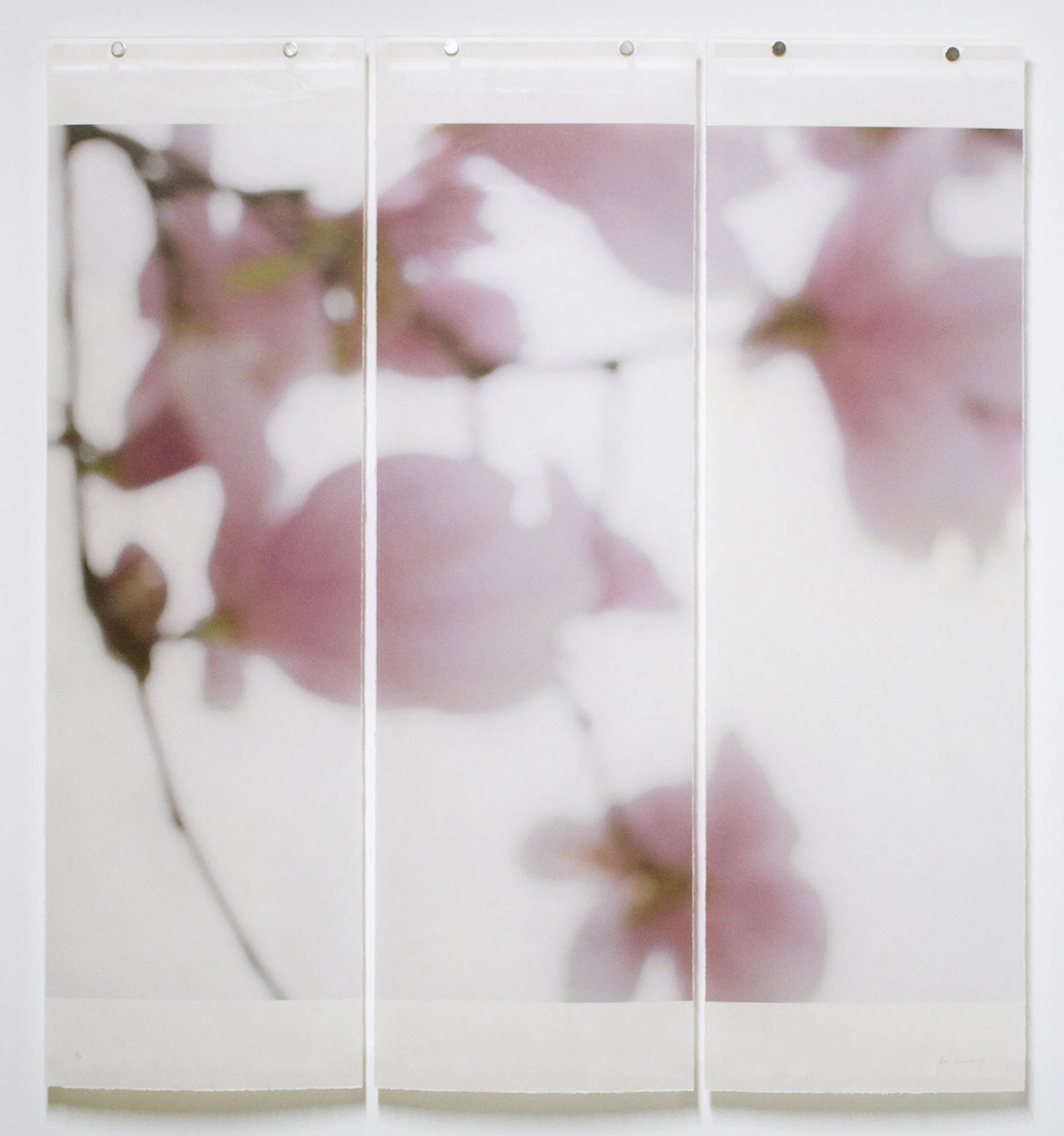 Magnolia