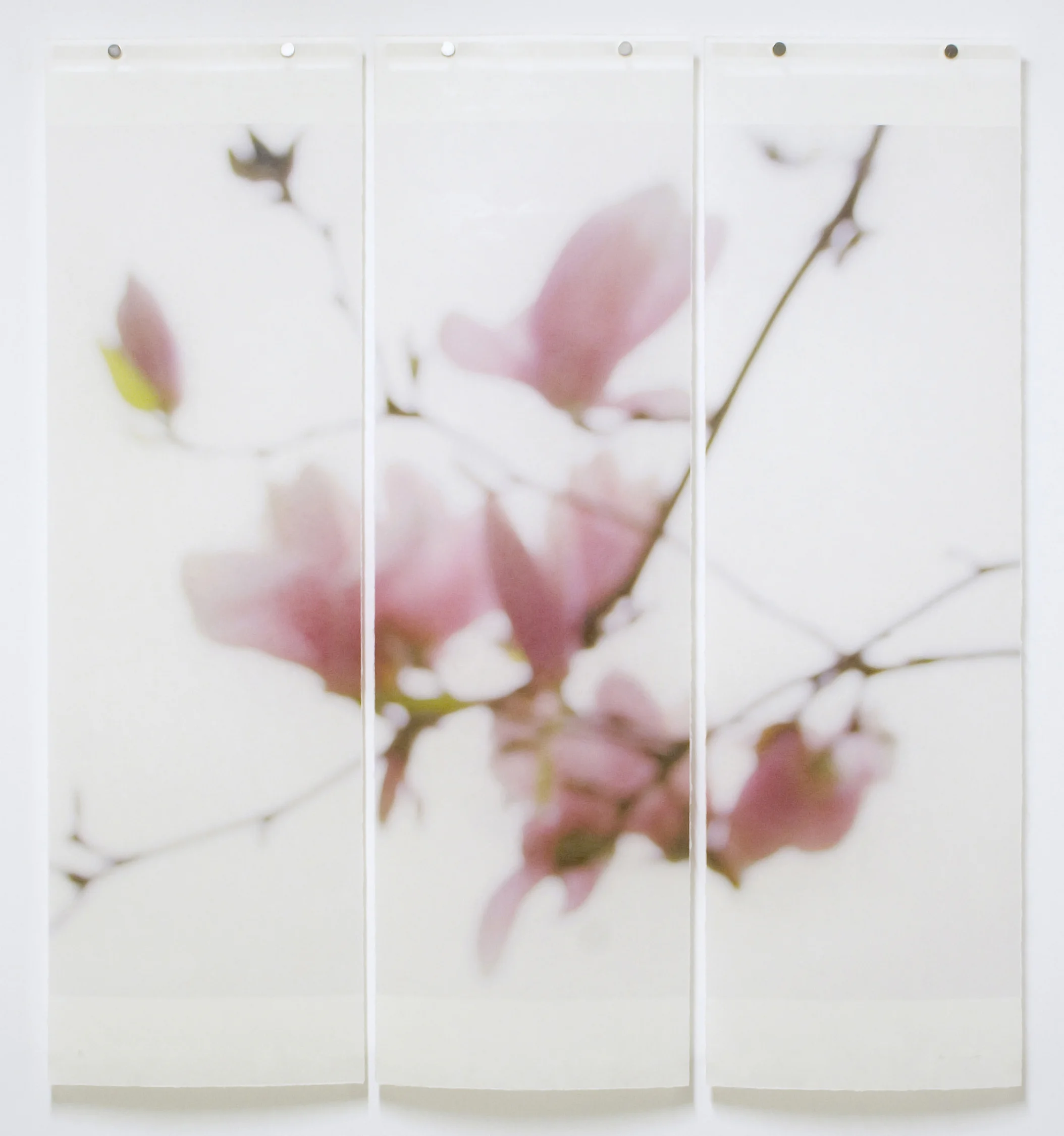 Magnolia, No.4