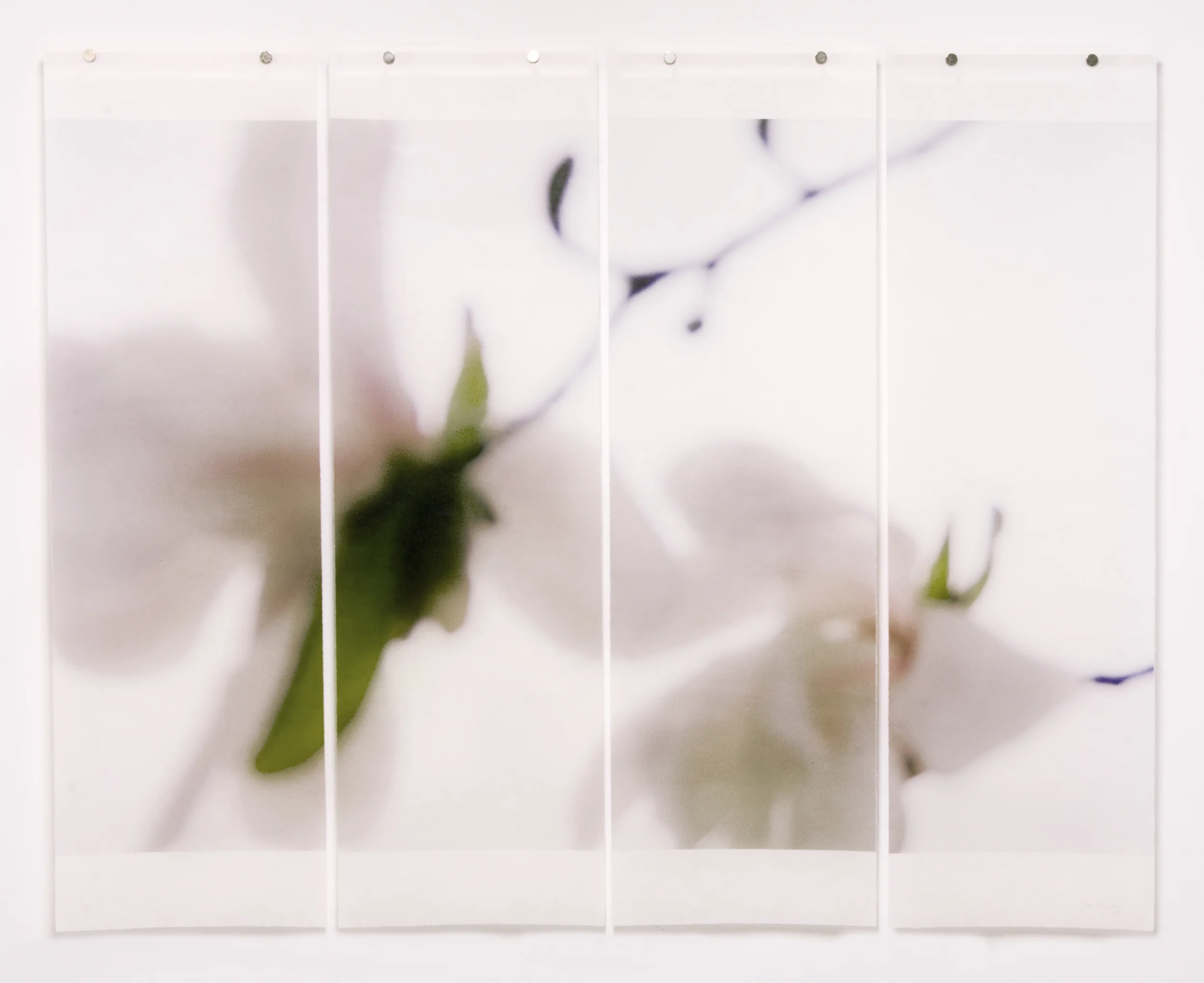 Star Magnolia, No.4