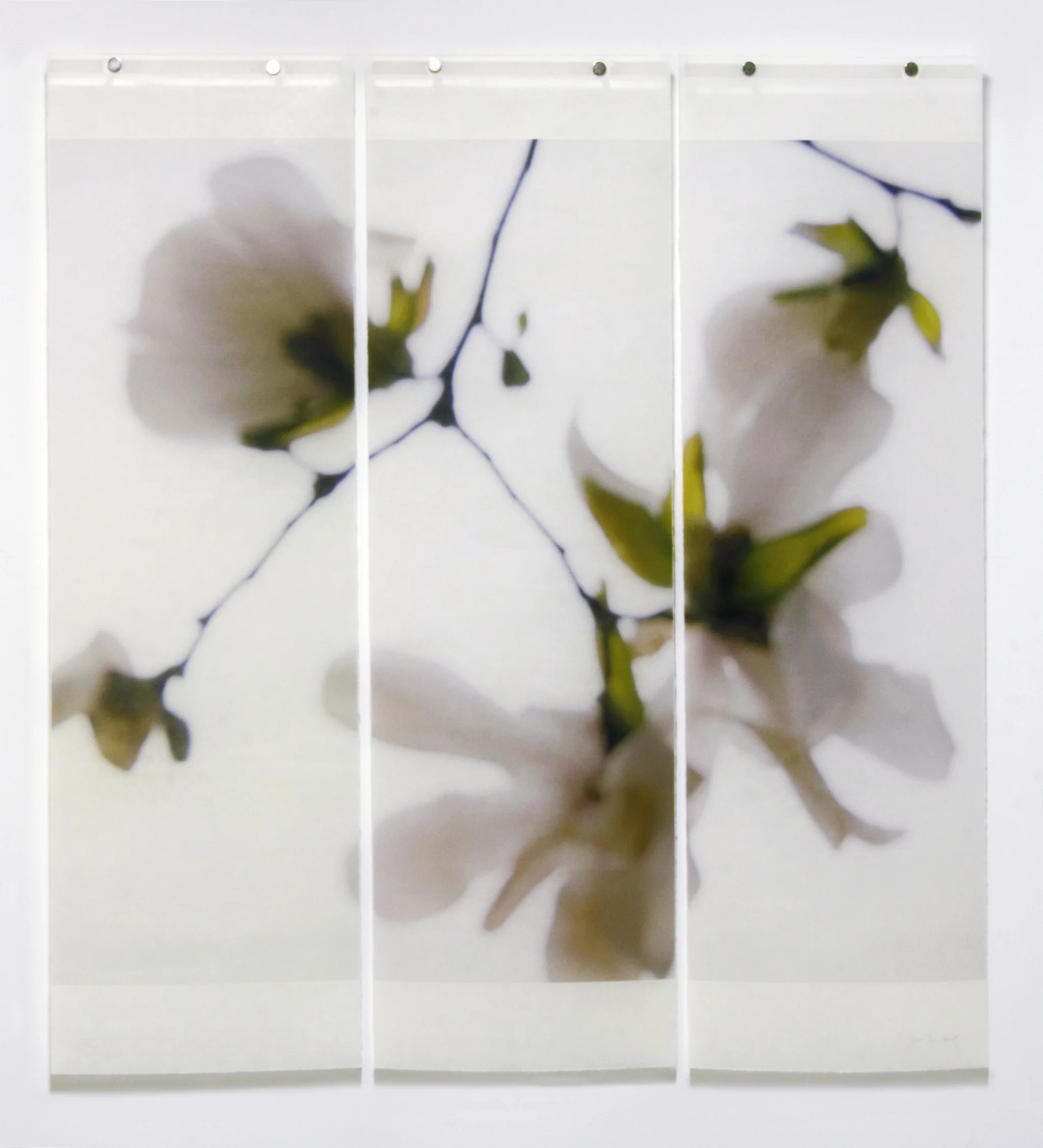 Star Magnolia, No.8