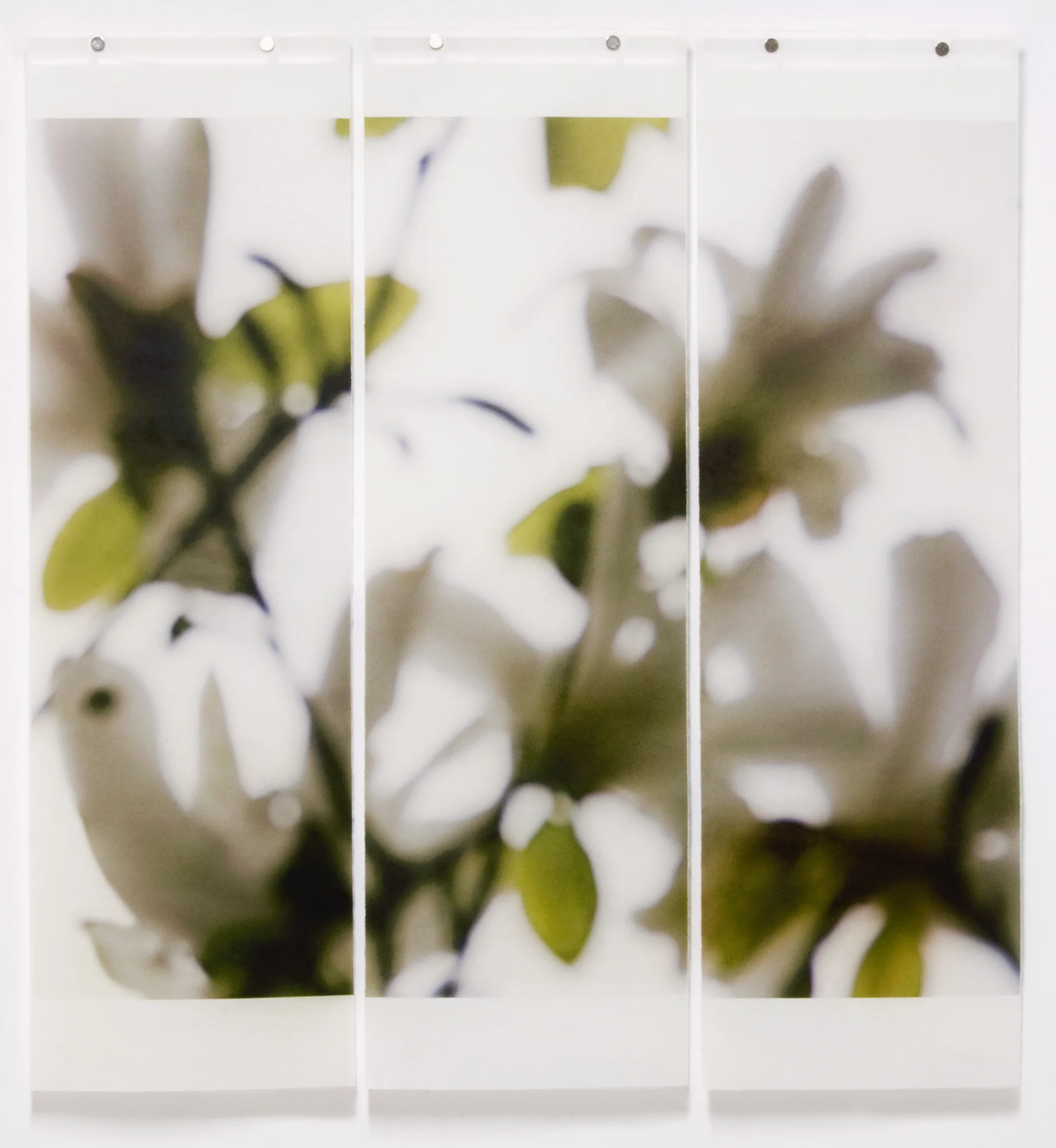 Star Magnolia, Greening