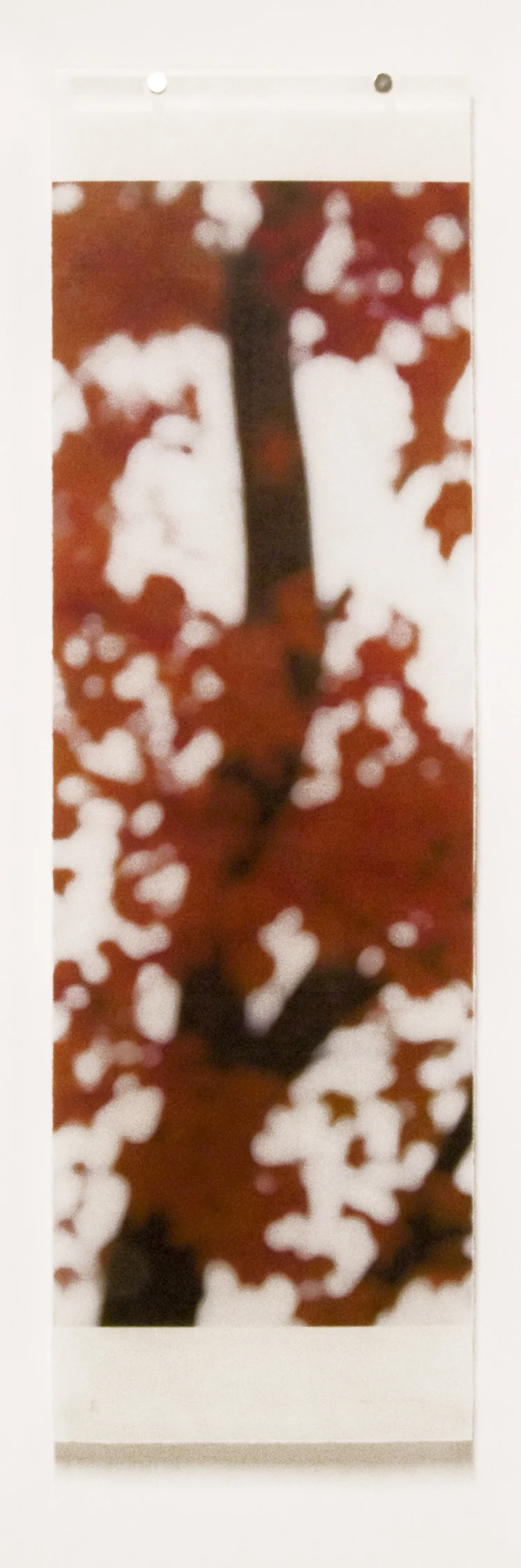 Sugar Maple Flutters (Red), No.7