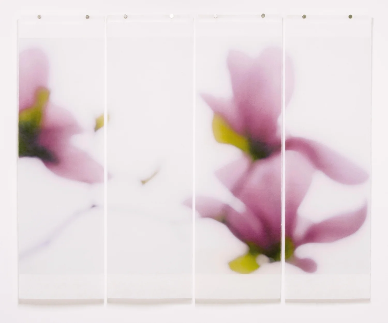 Magnolia, No.9