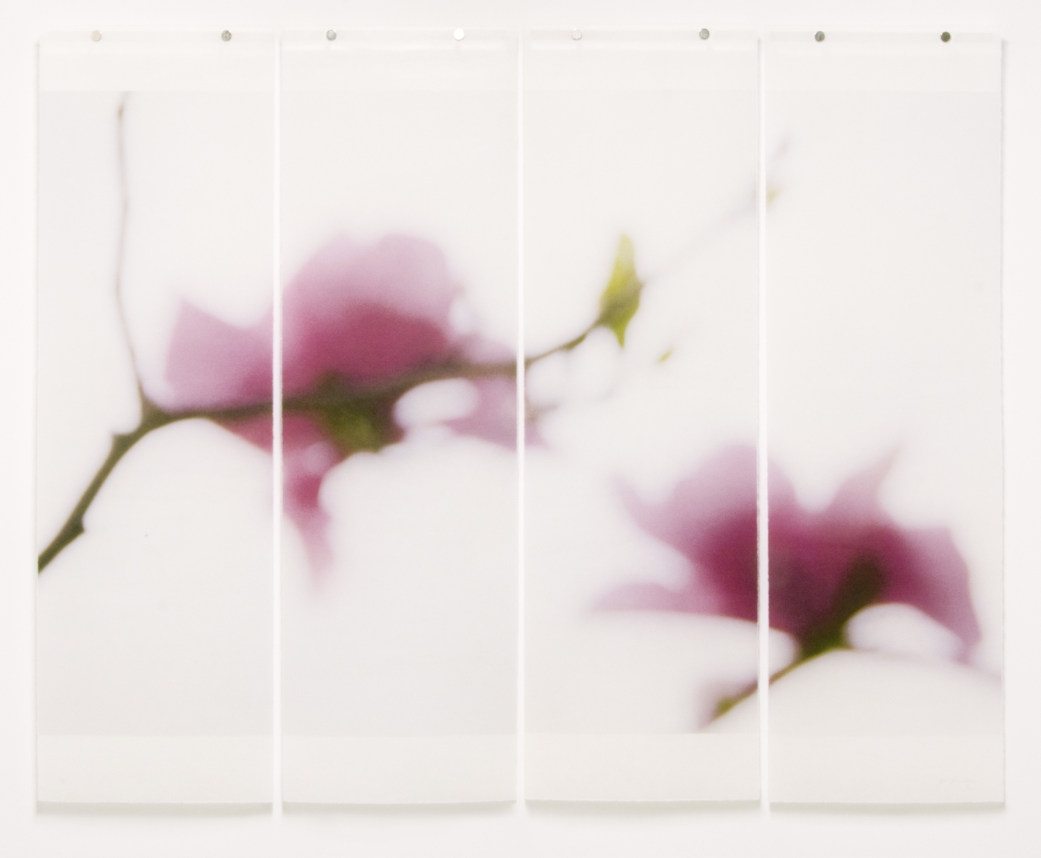 Magnolia, No.11