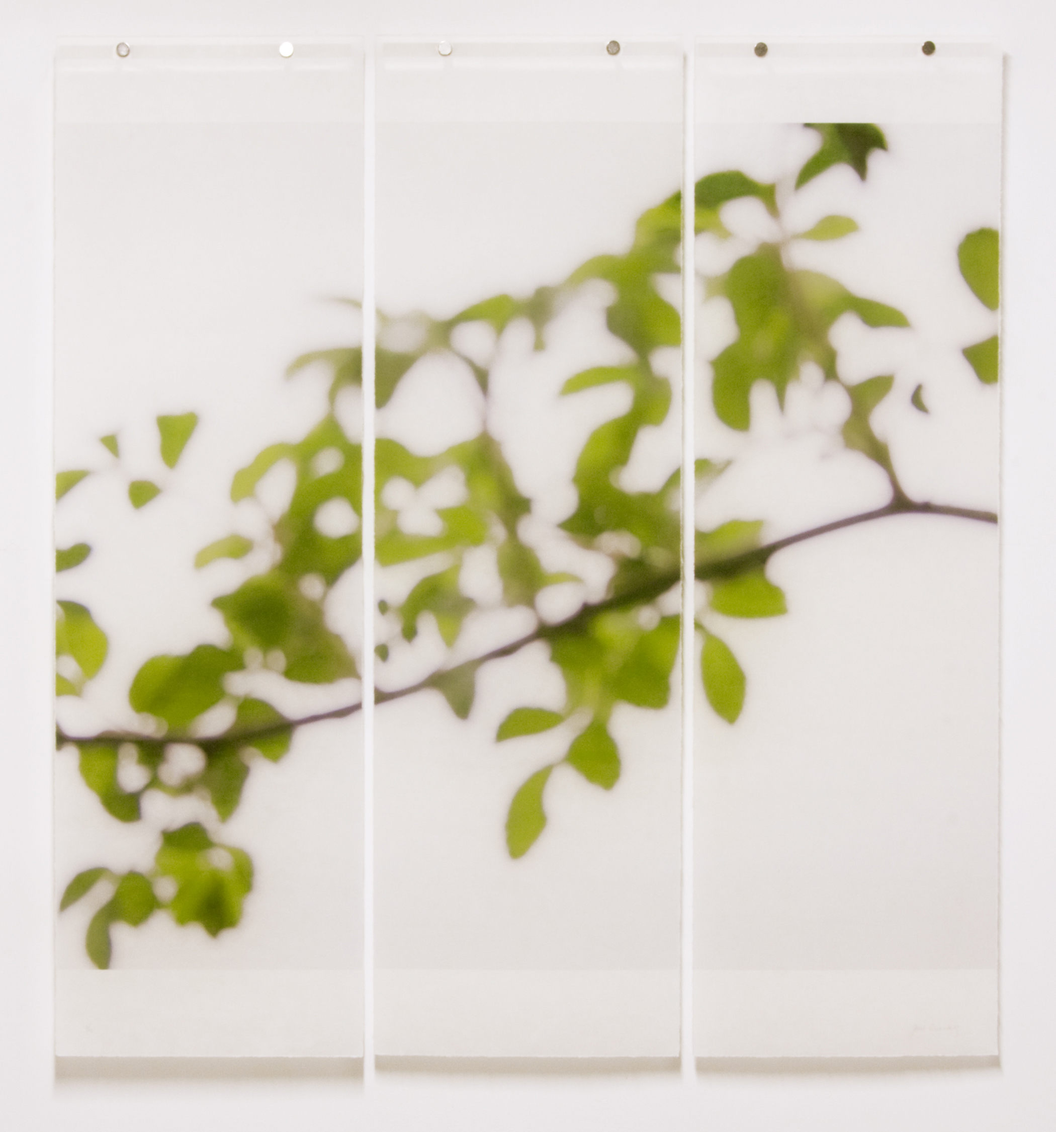 First Foliage (Bramble), 36" x 34", Pigment Ink on Kozo Paper Infused with Encaustic 
