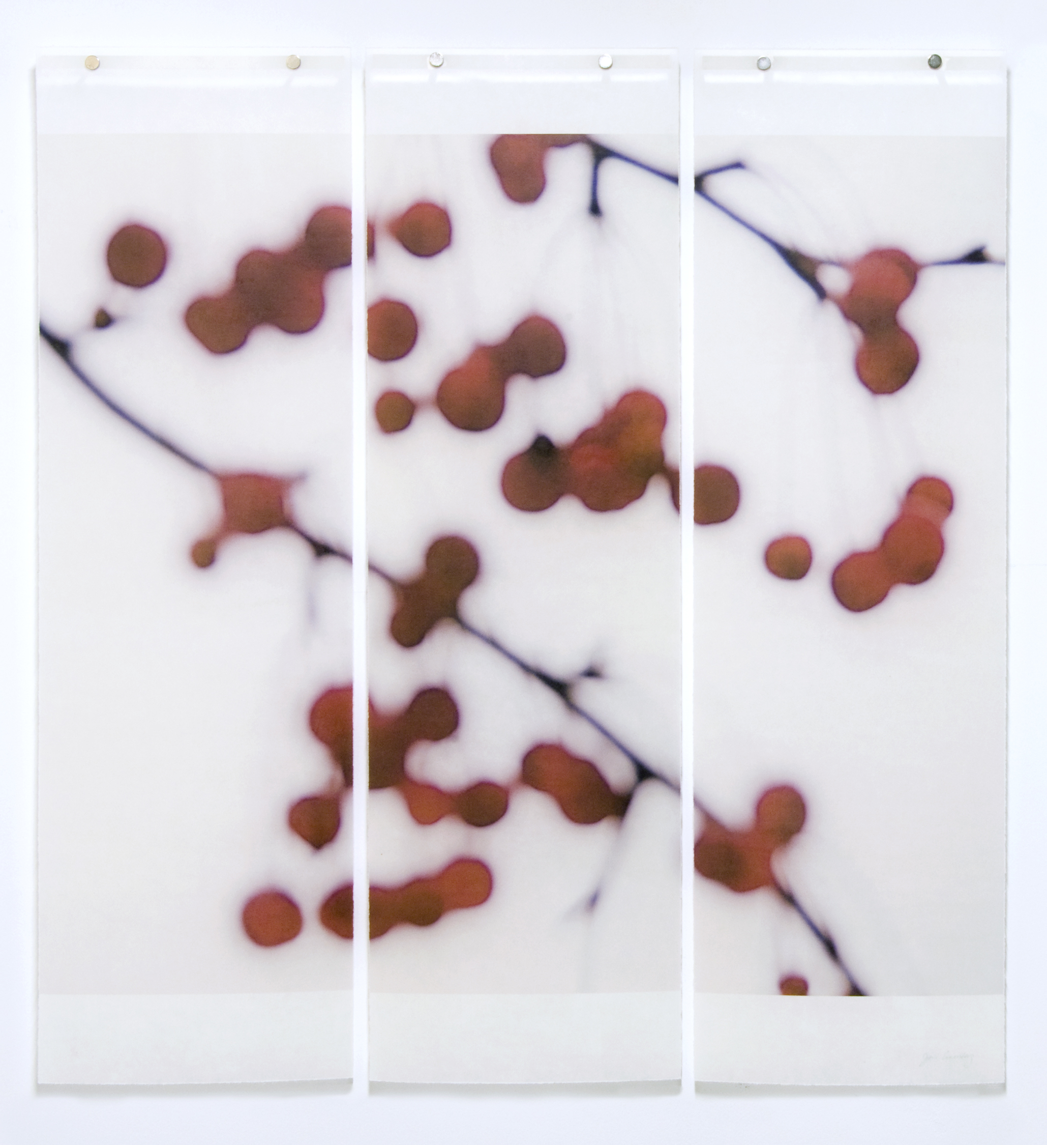 Winter Berries, No.3