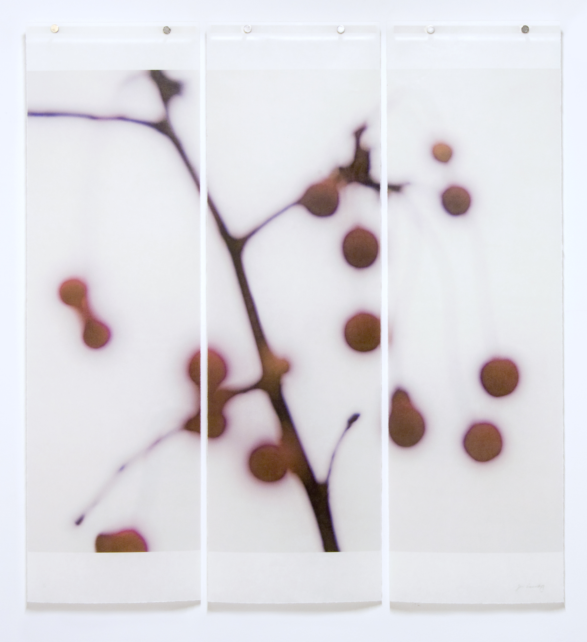 Winter Berries, No.6
