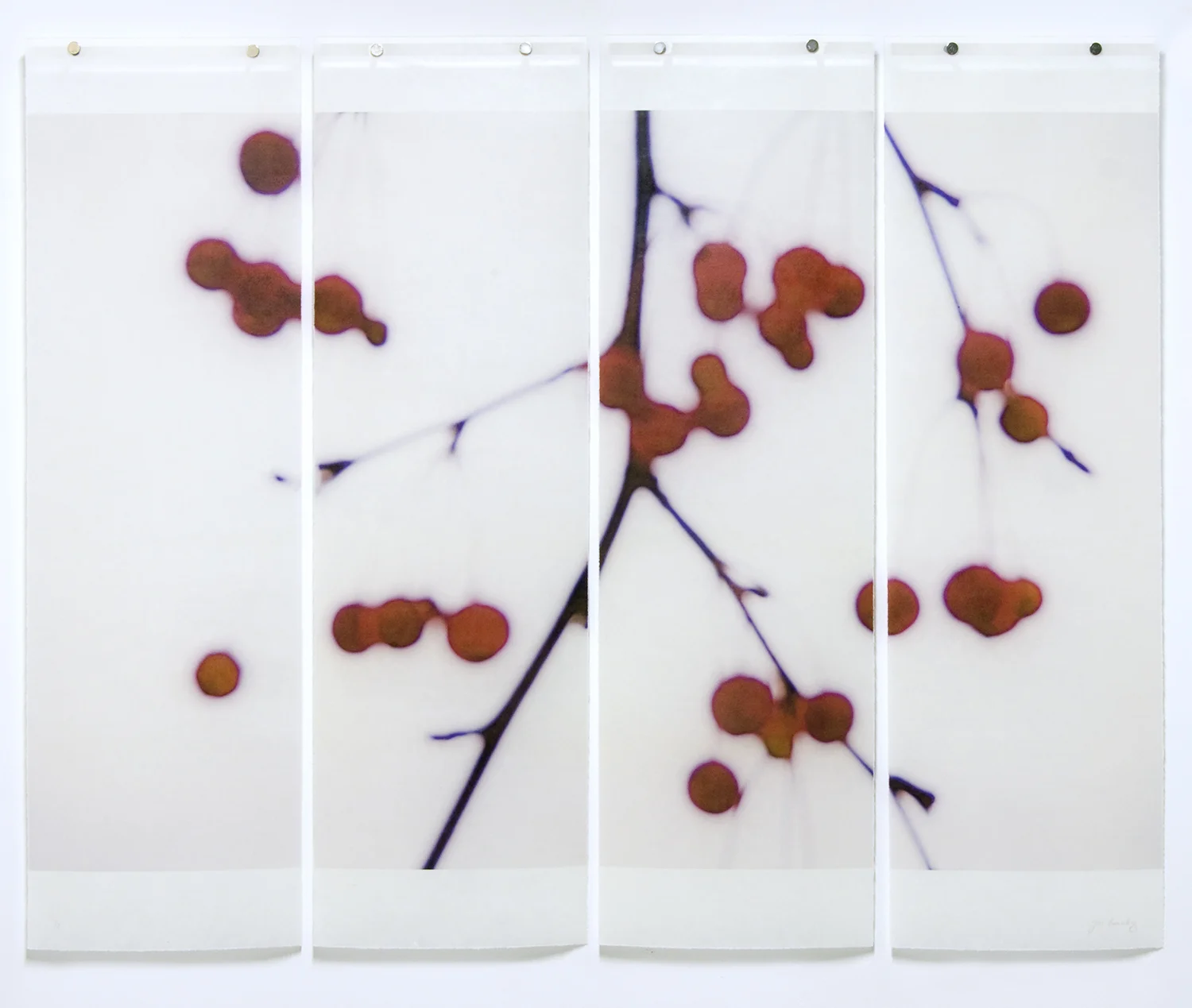 Winter Berries, 2015