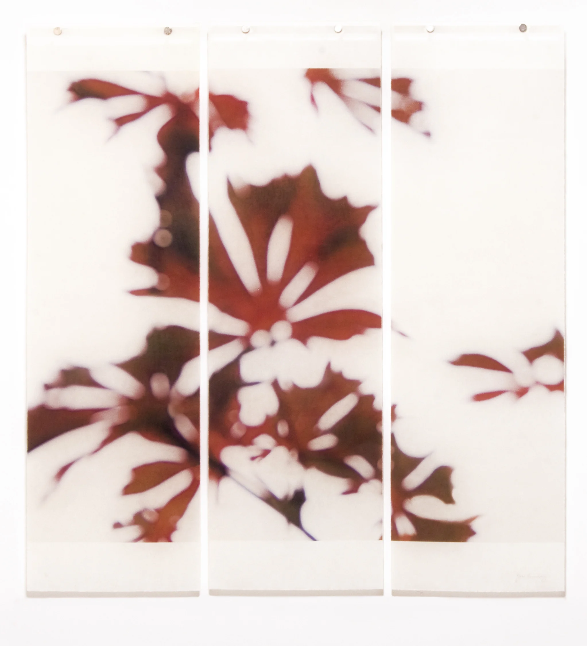 Momiji, No.1