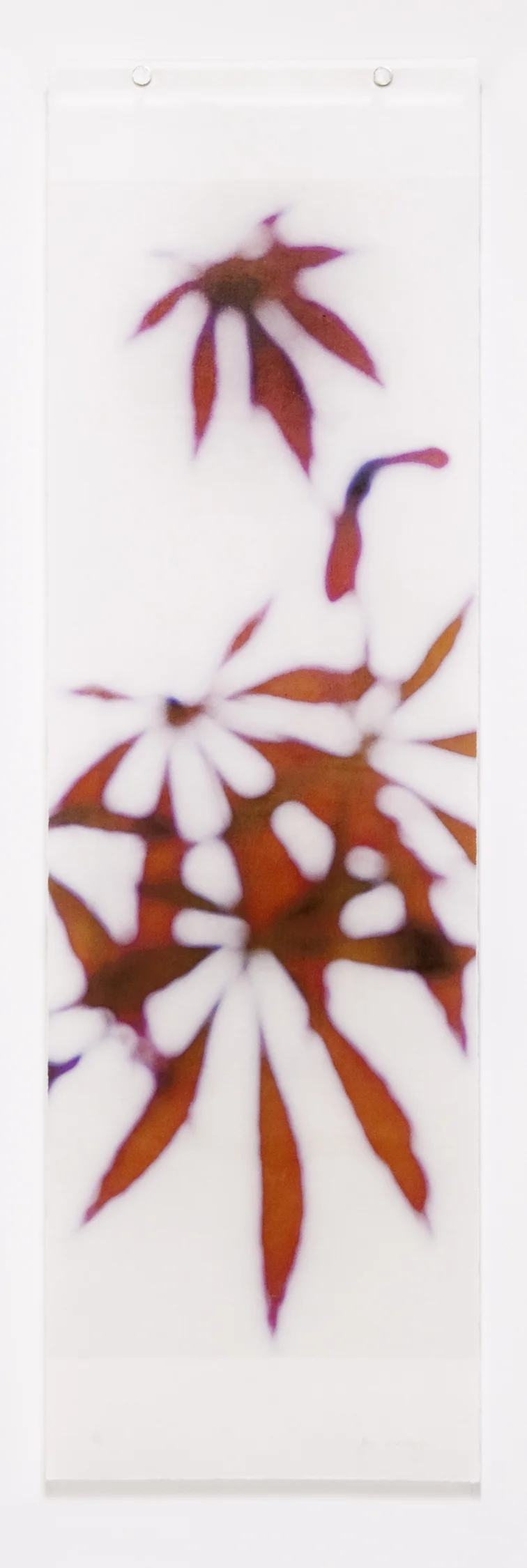 Momiji, No.6