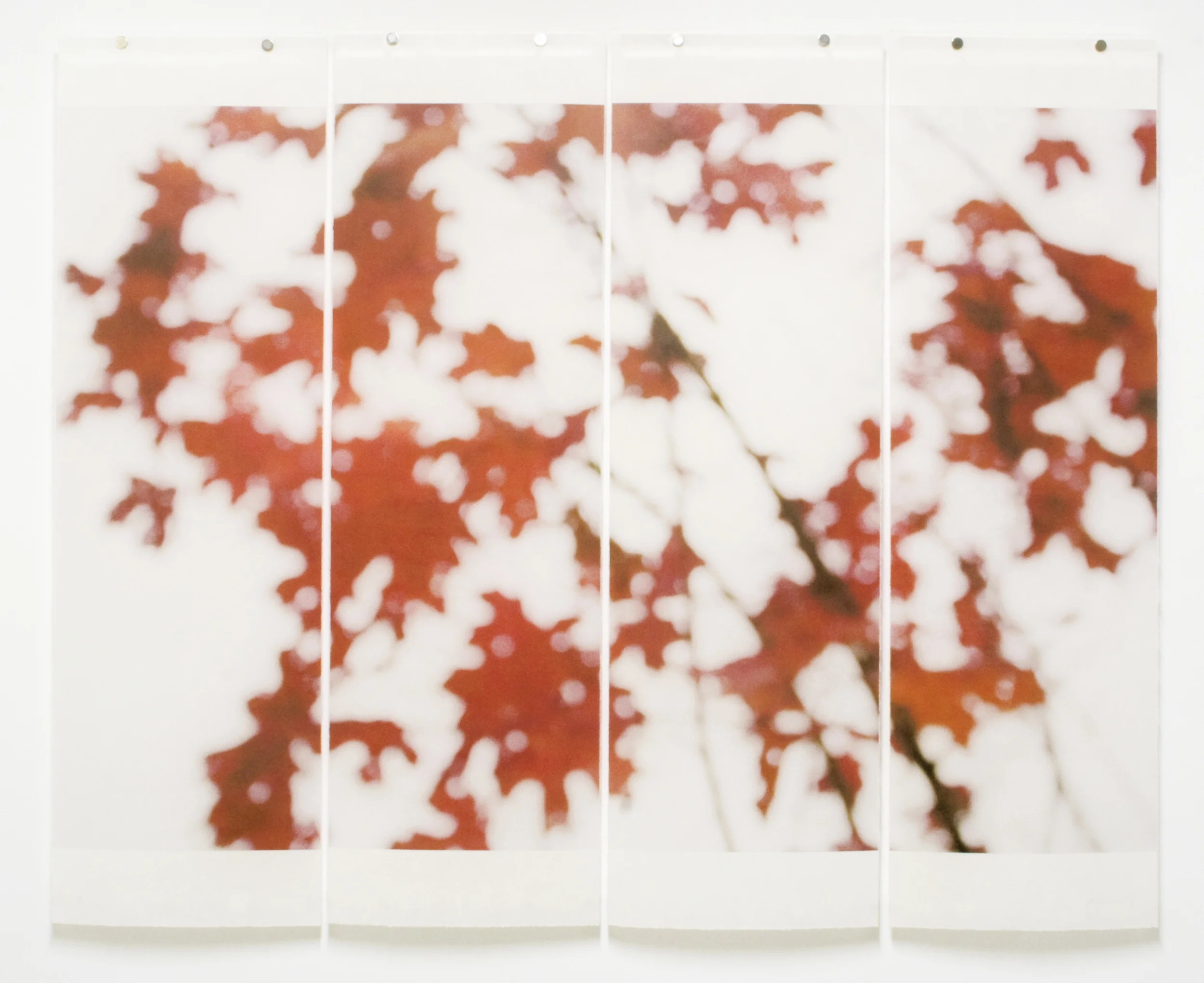 Sugar Maple Flutters (Red), No.2