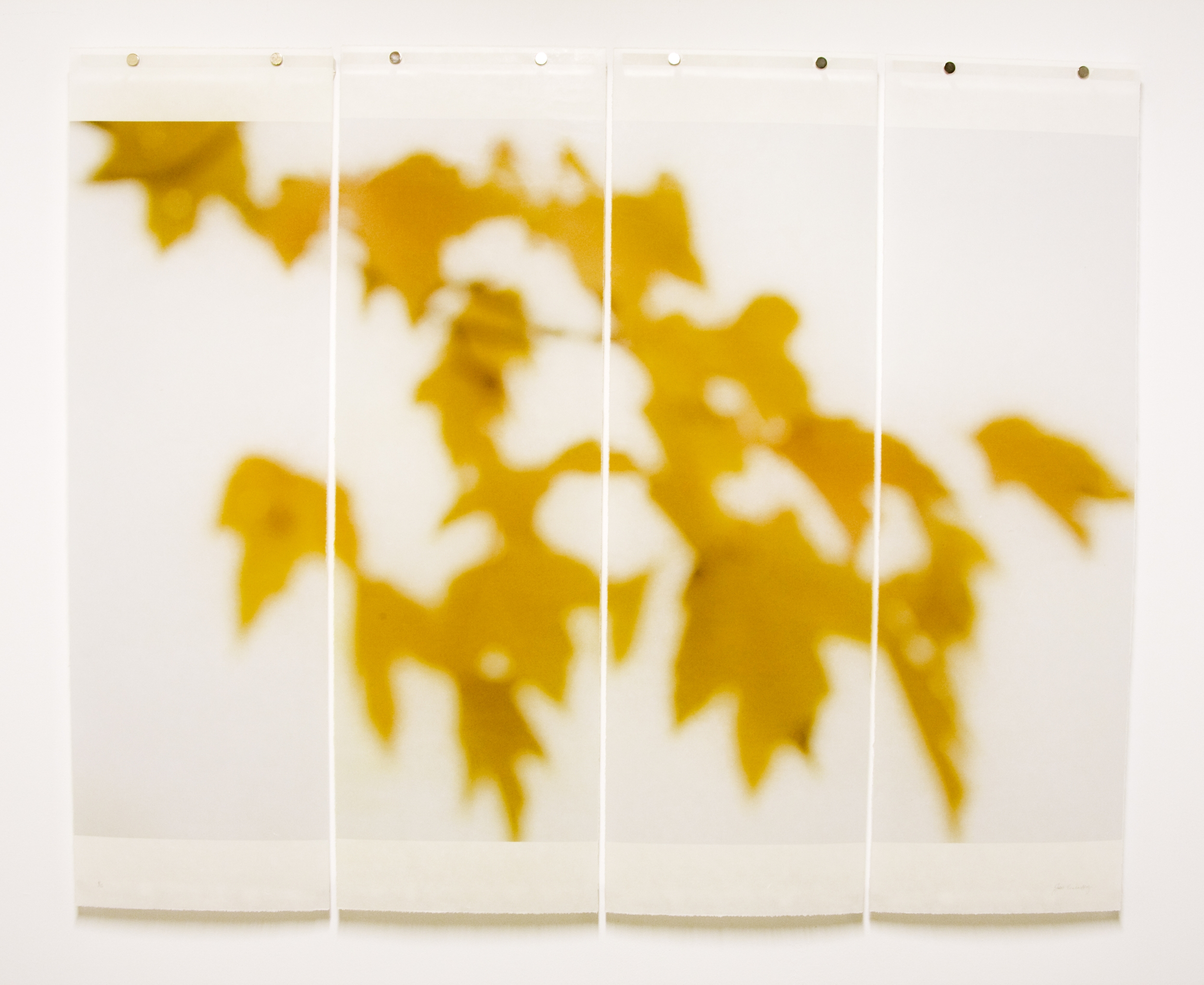 Sugar Maple Floaters (Orange)