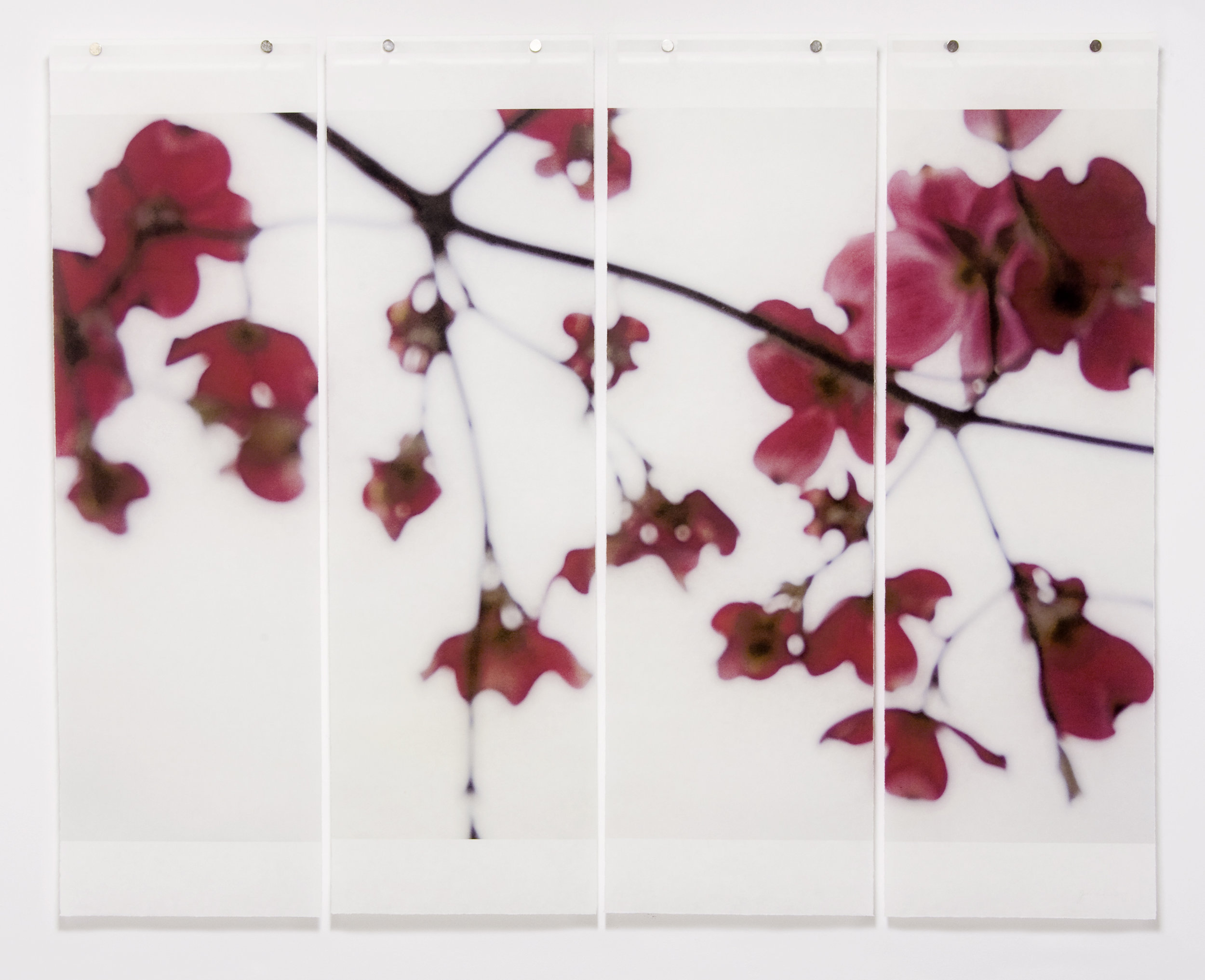 Dogwood (Red), 36" x 45.5", pigment ink on Kozo with encaustic