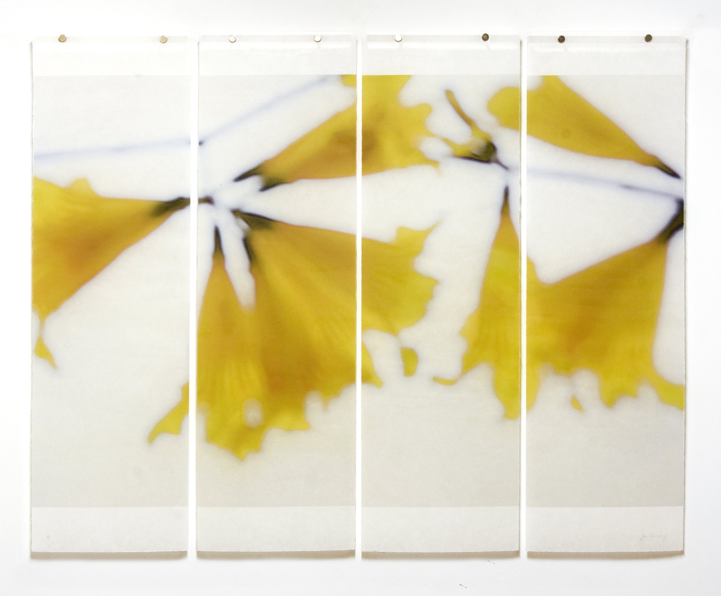 Golden Trumpets, No.6, 36" x 45.5", pigment ink on Kozo with encaustic 
