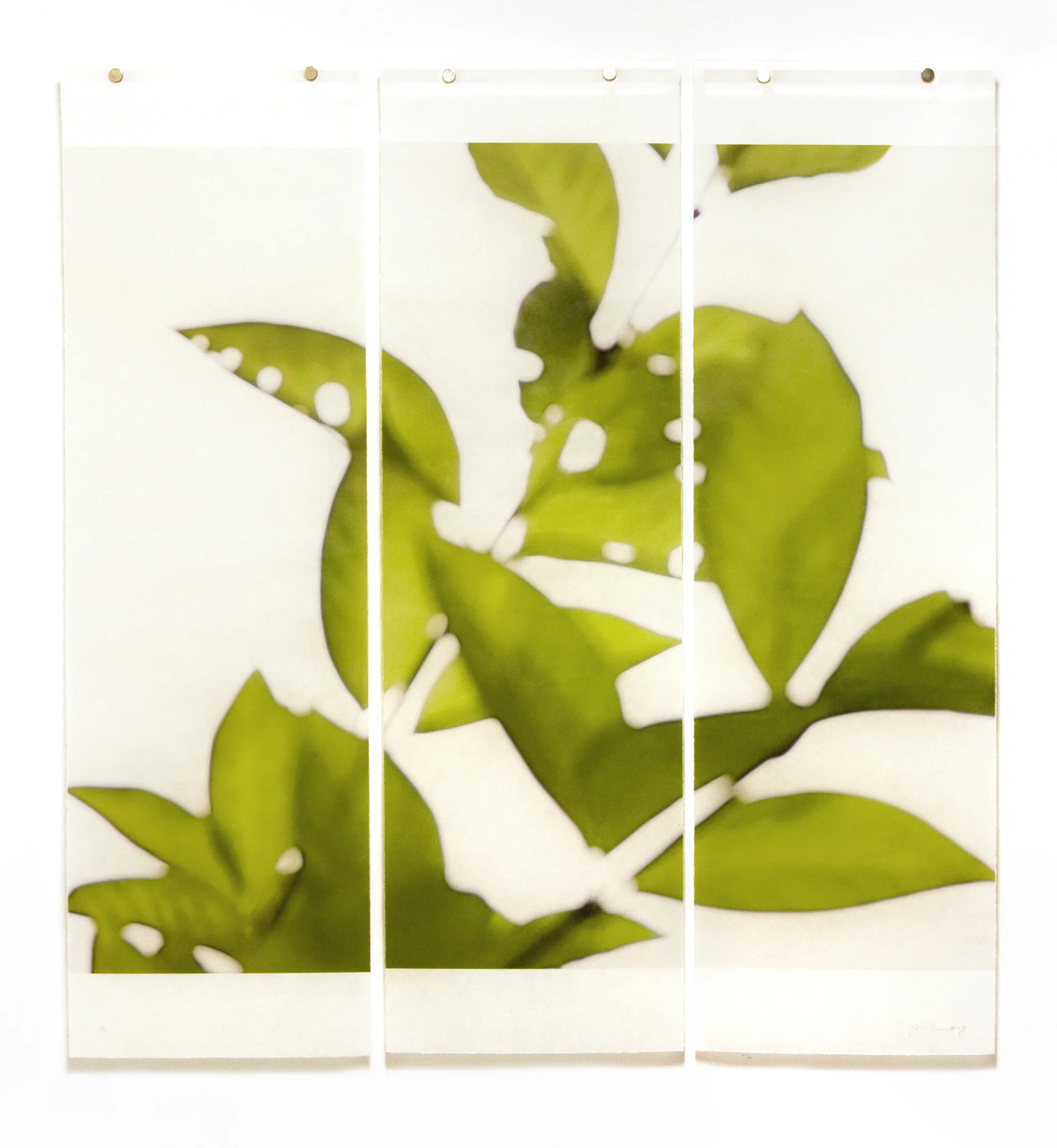Canopy (Lake Lotus), No.2