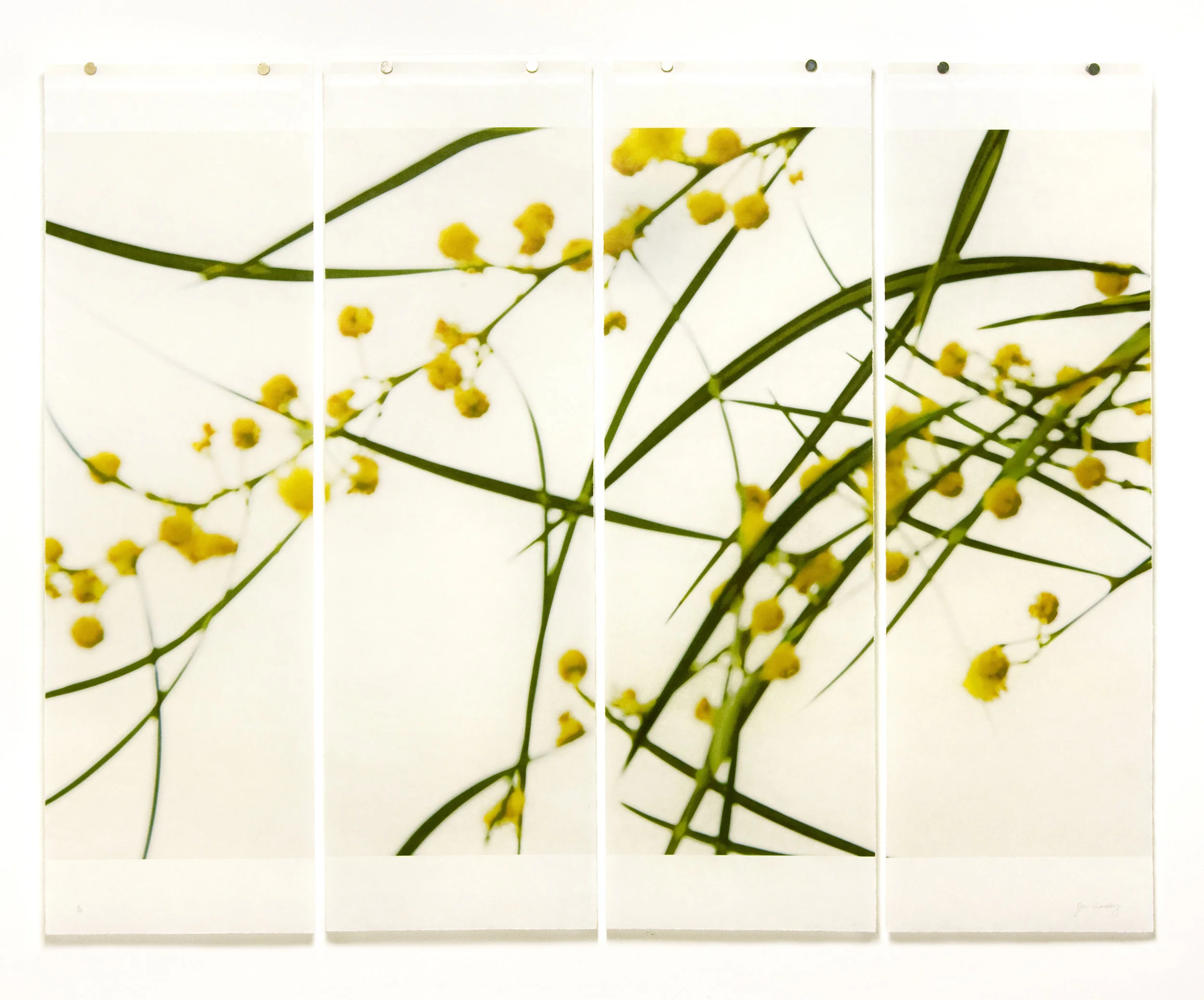 Acacia, No.3