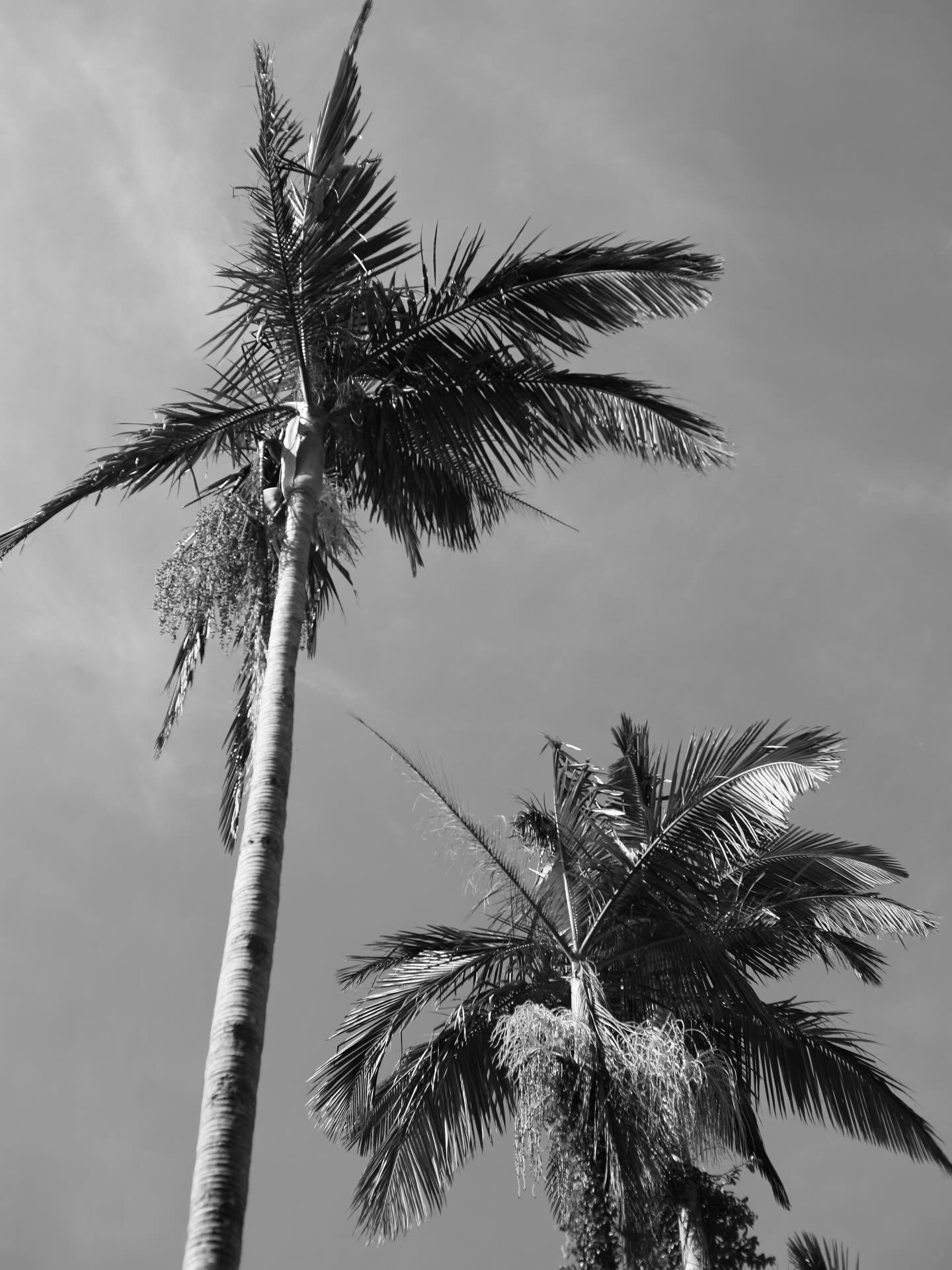 Iconic views and conscious choices. 

#LACCBeauty #PalmTrees #Monochromatic #TropicalVibes #ConsciousBeauty