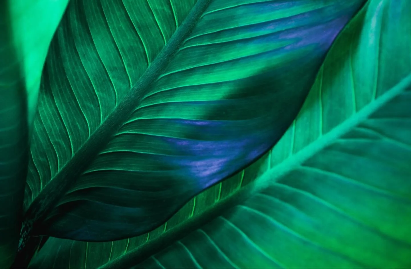 Finding beauty in the shadows. The deep, botanical mood that inspires our couture shades.

#LACCBeauty #LaCouleurCouture #BotanicalBeauty #Mood #Inspo #DeepGreen