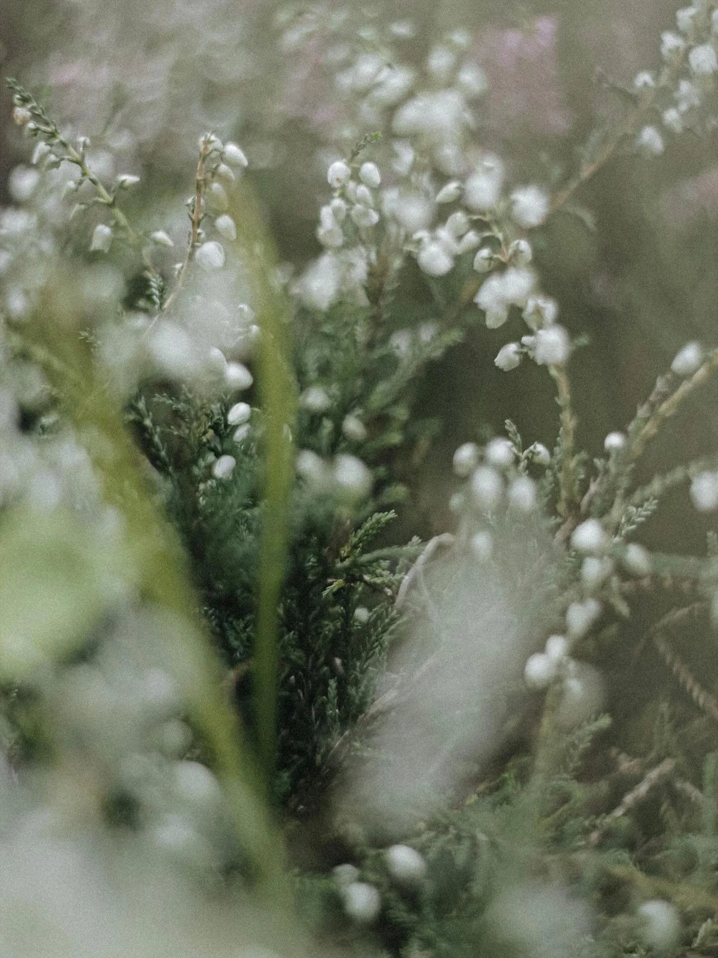 Details from a wild meadow. Finding delicate, couture-worthy beauty in the small things.

#LACCBeauty #Wildflowers #Inspiration #Nature #DelicateBeauty #WhiteFlowers