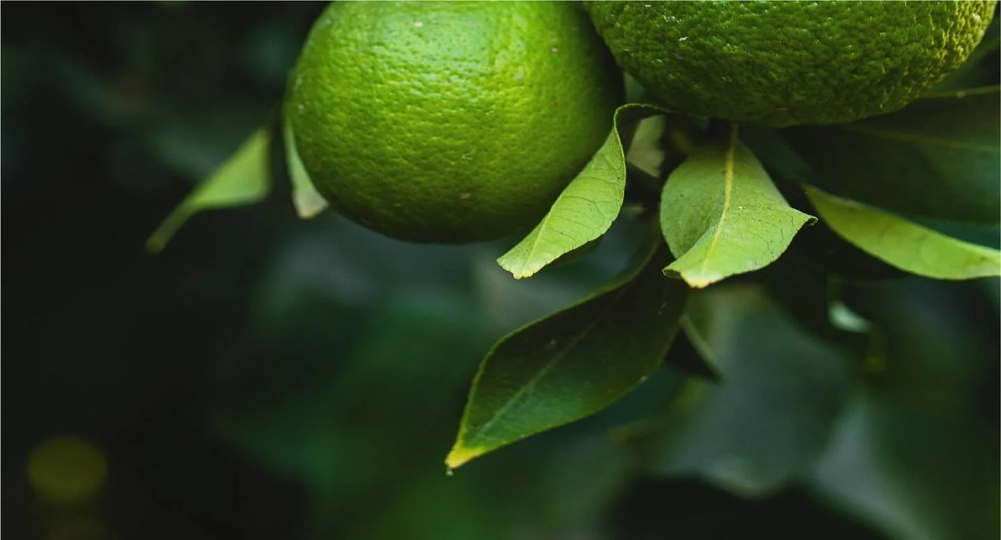 Nature&rsquo;s brightest ideas. The crisp, clean inspiration behind our most vibrant shades.

#LACCBeauty #Inspiration #Citrus #NatureLover #Green #ColorInspo