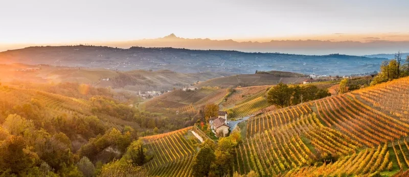 Corveste Wines welcomes Rizieri Vineyard