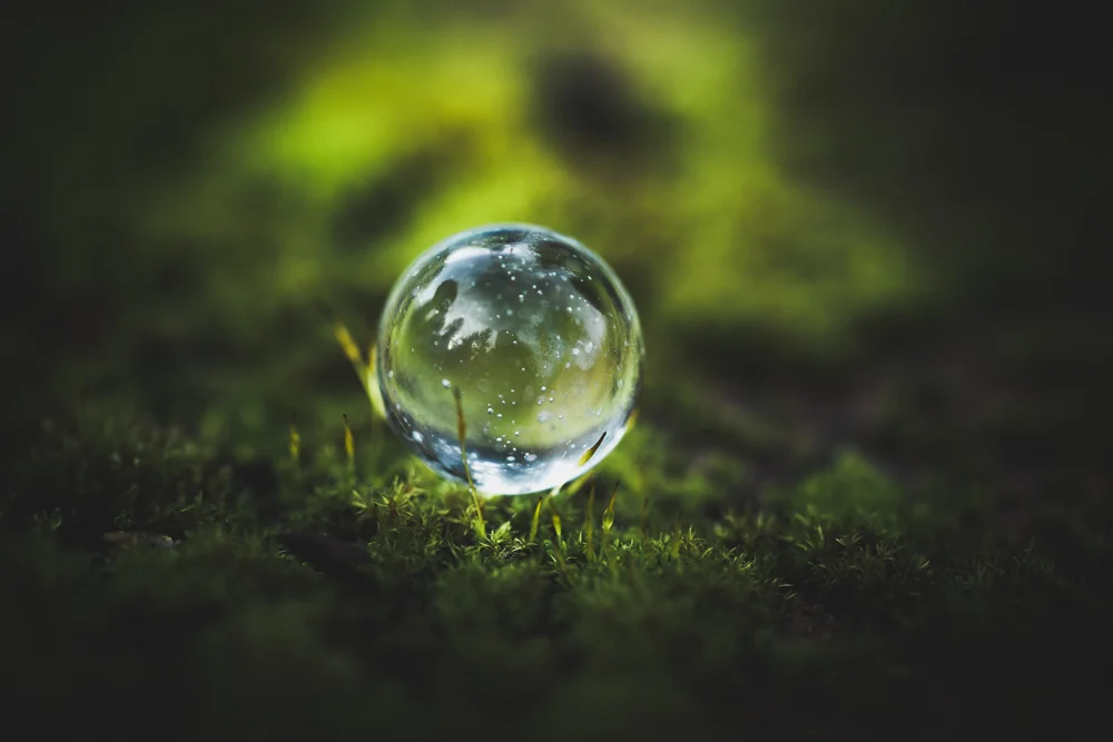 Tiny Worlds....exploring macro photography!