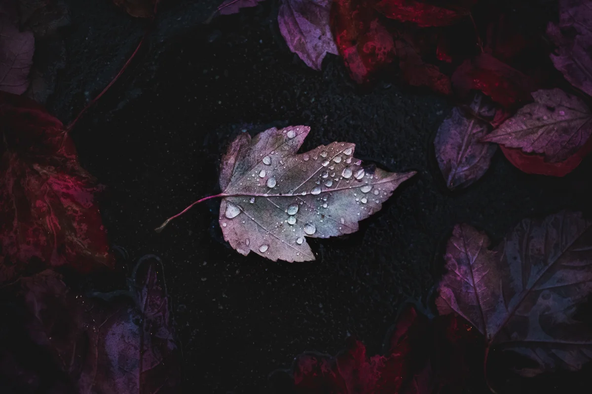 raindrops and fall beauty