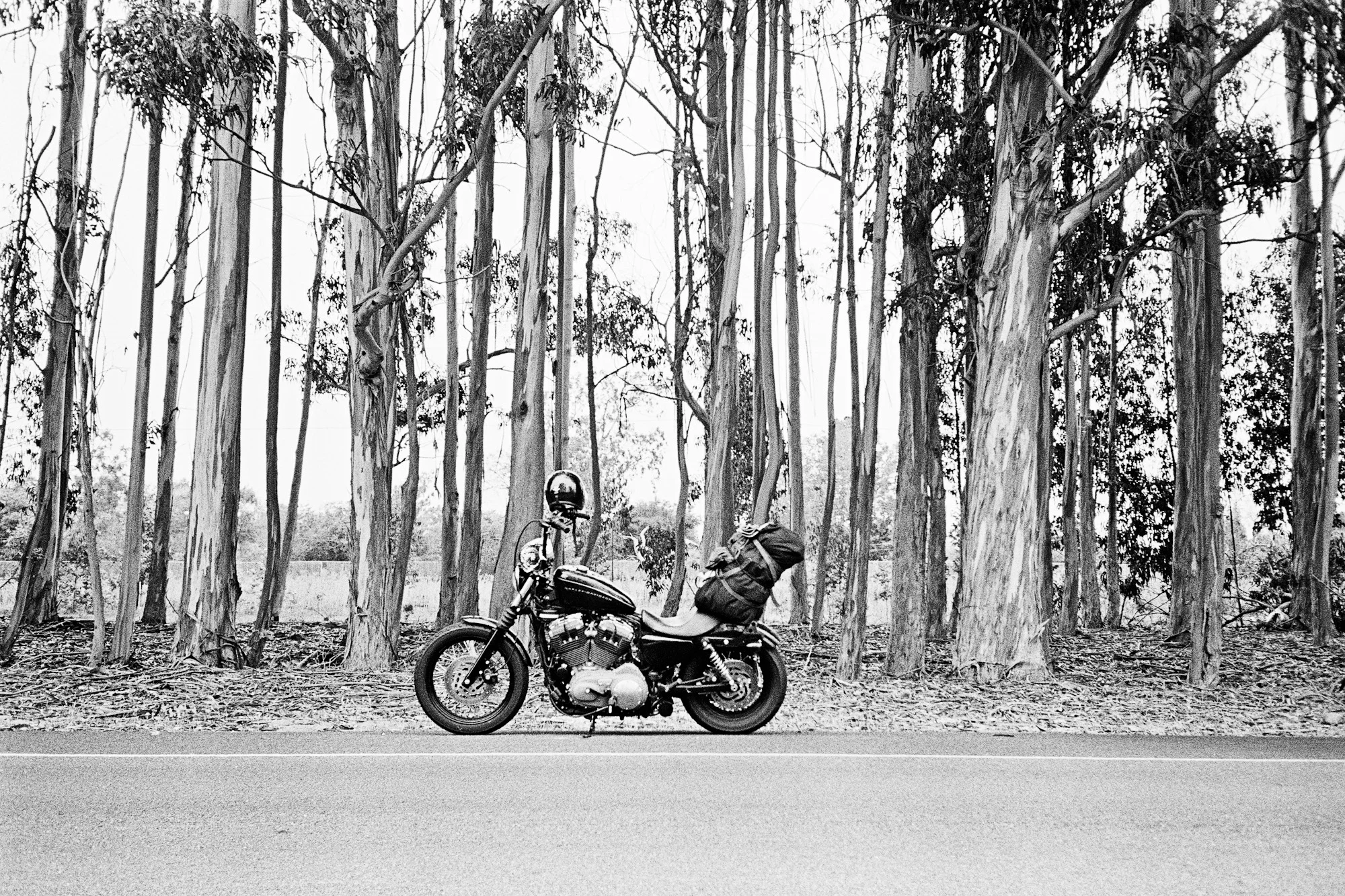 bike_trees_squarespace.jpg