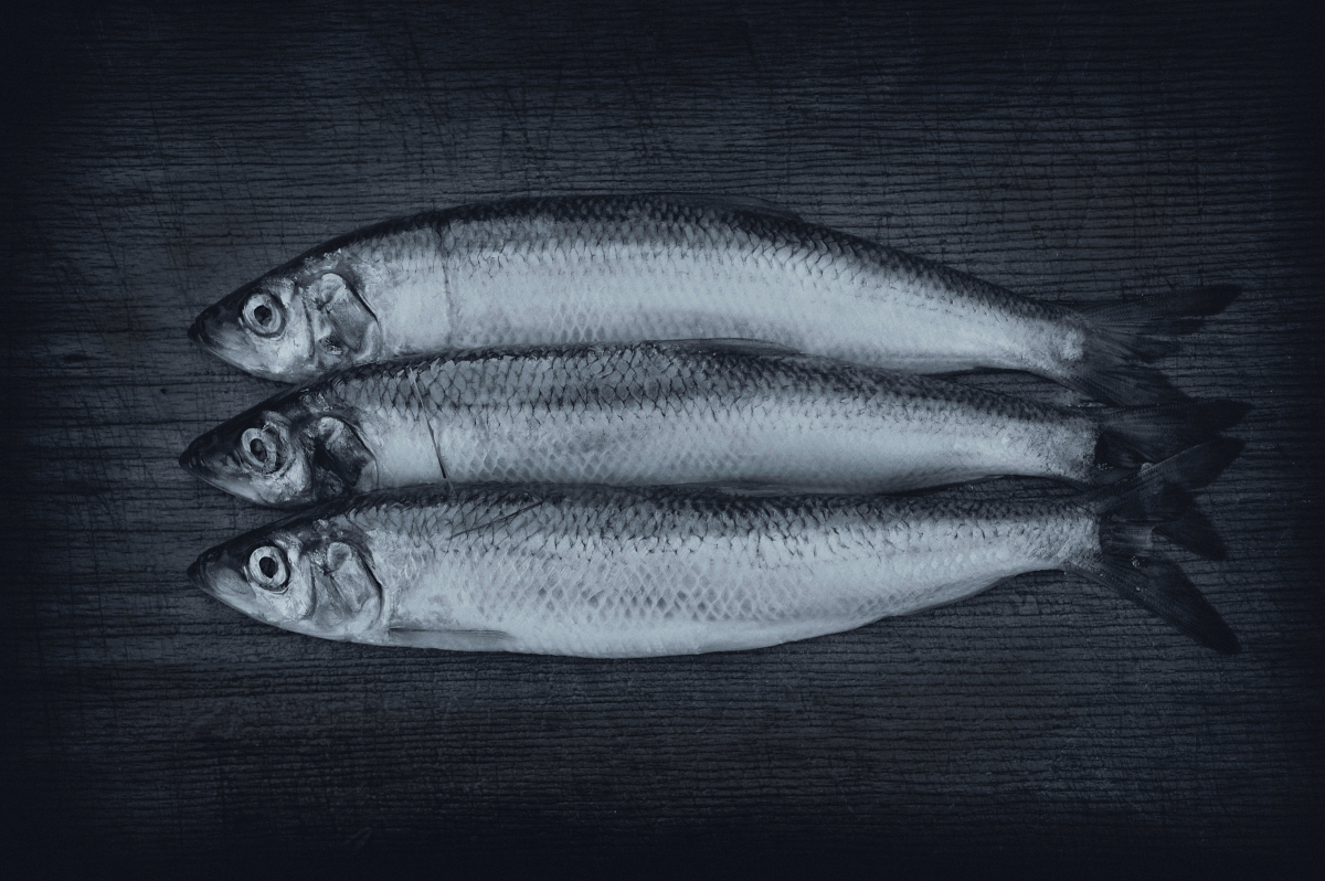 Encouraging consumers to eat fish such as herring, mackerel, and butterfish might, ironically enough, be the best way to save those species.