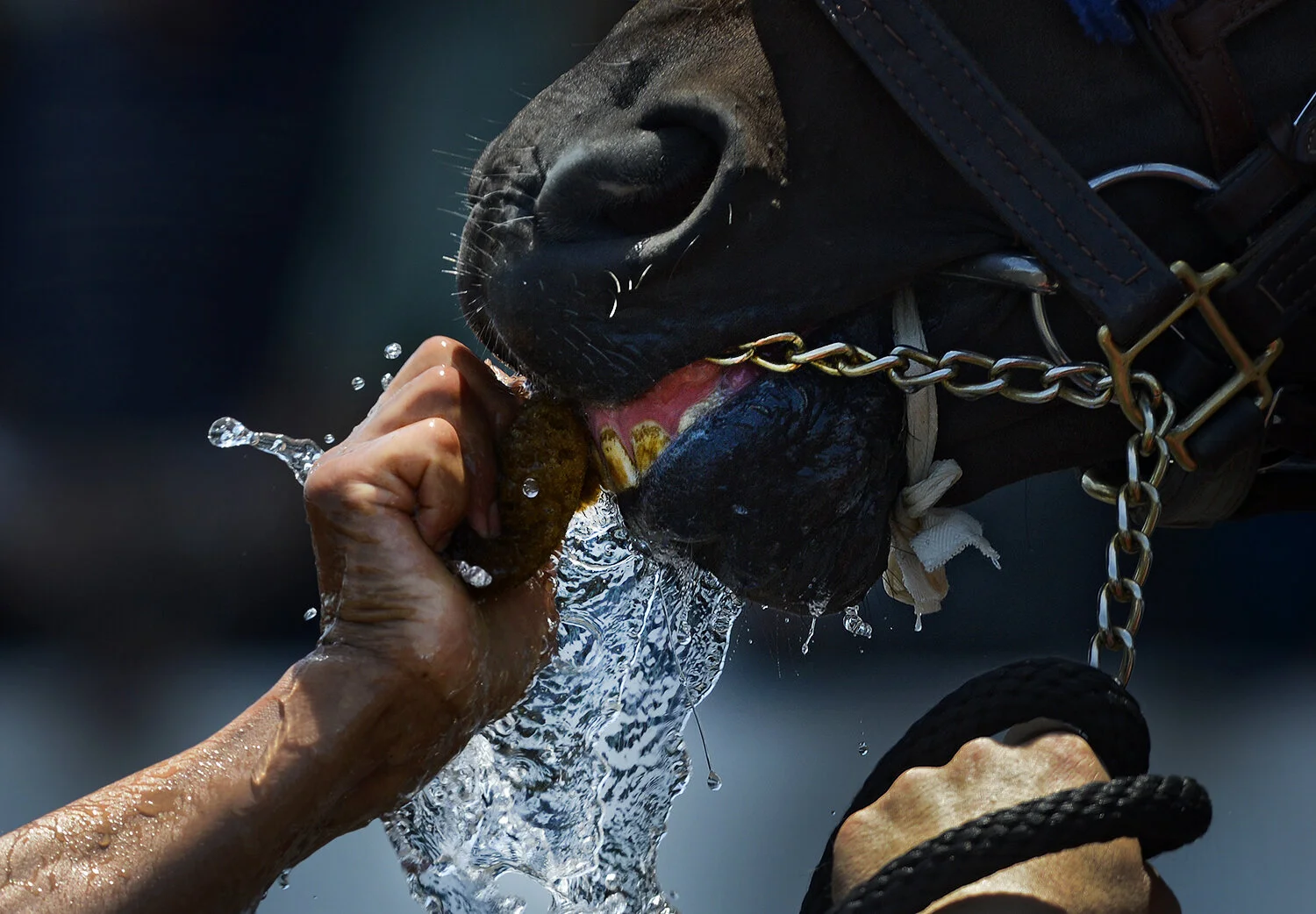  Racehorse Holo Dolly is given water prior to competing in the fourth race at Golden Gate Fields in Berkeley, Calif, on Saturday, June 7, 2014. 
