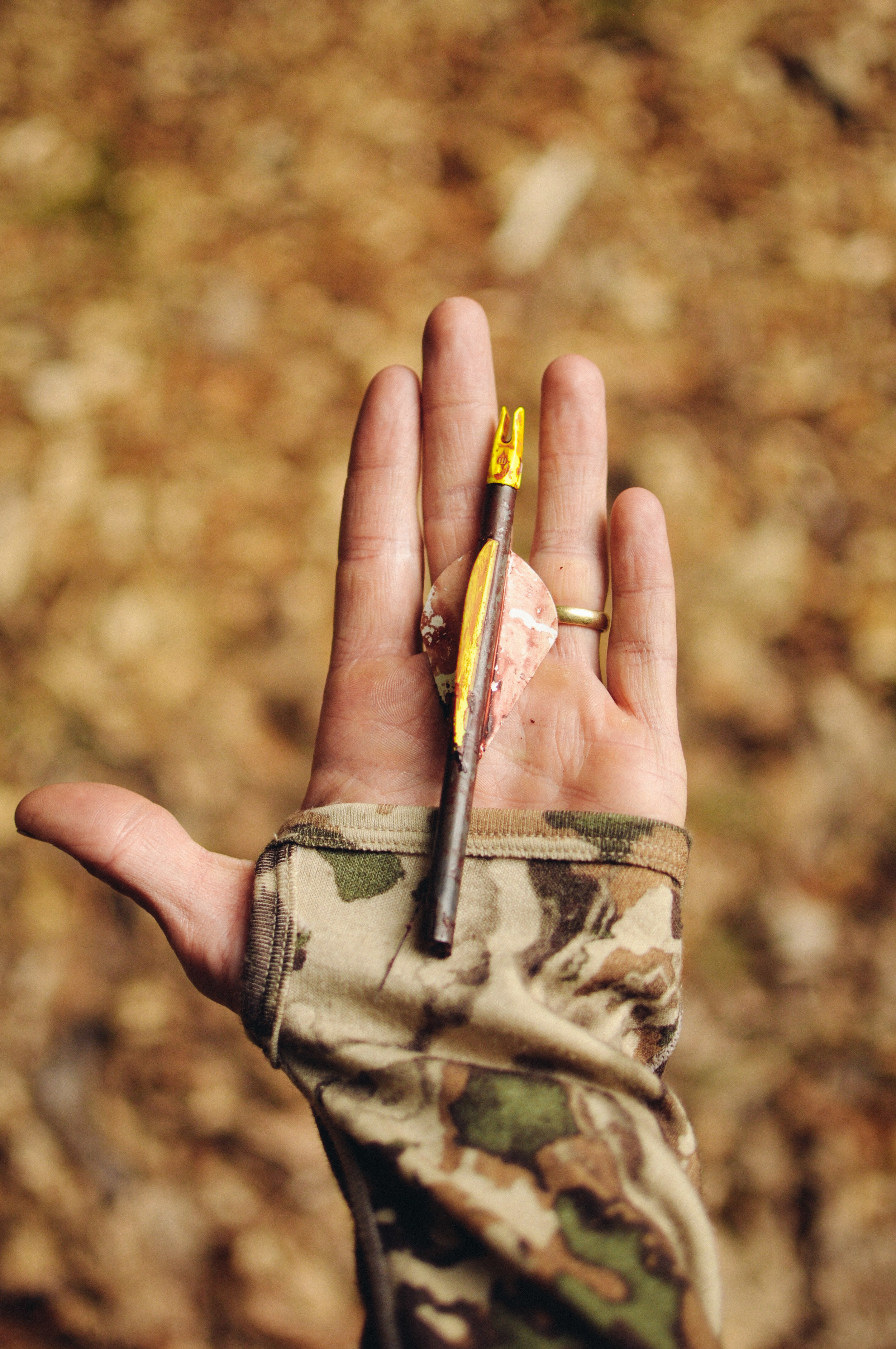 bow hunting, fall, autumn, kill shot, arrow