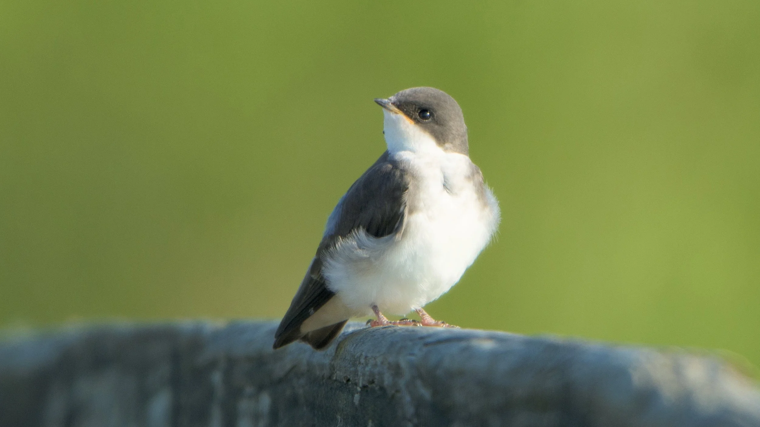 Wildlife Photography with the Nikon D7200 and the Sigma 150-600 mm lens.