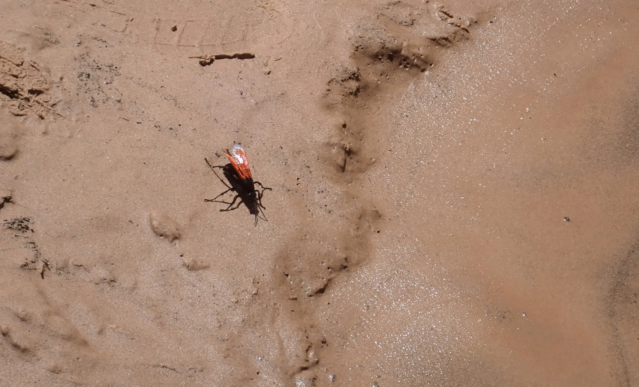 This 3" flying creature is a Tarantula Hawk Wasp. Nasty, nasty