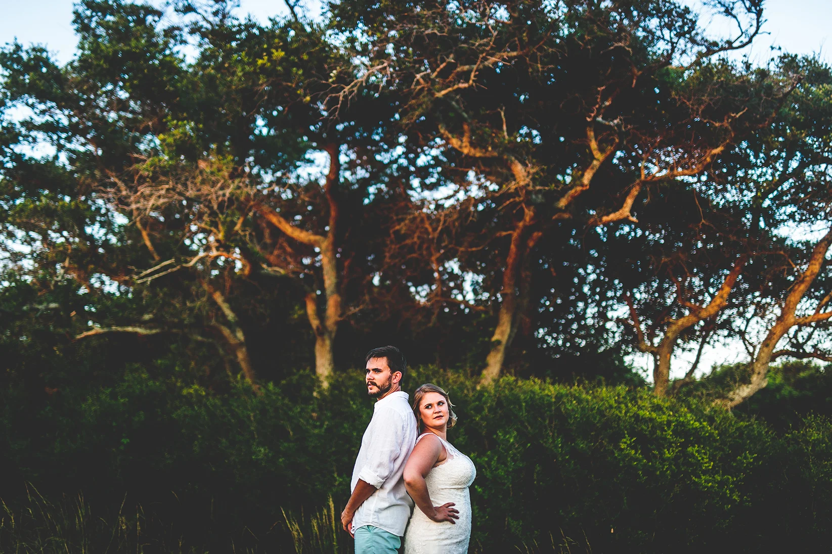 Trees in the Sunset.JPG