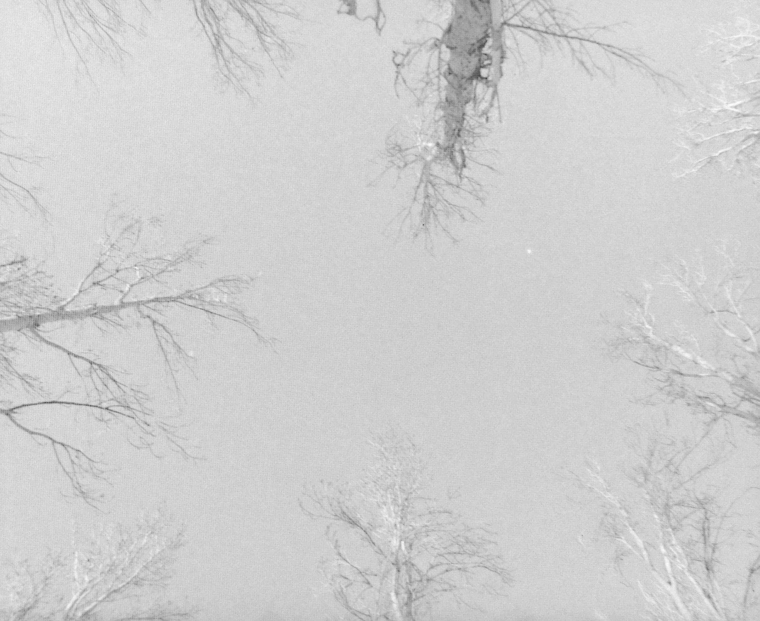 trees again (1 of 1).jpg