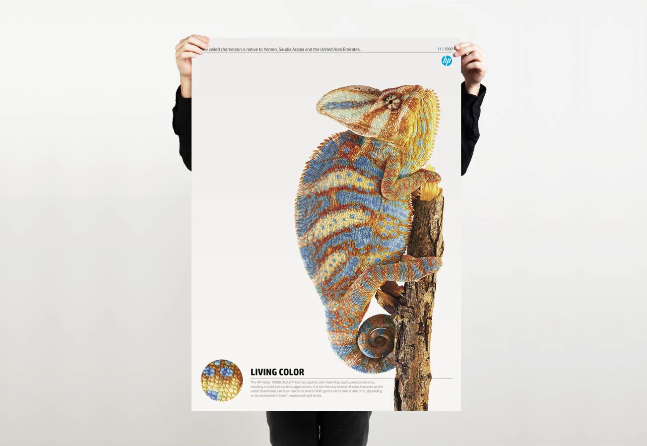 3_Chameleon.jpg
