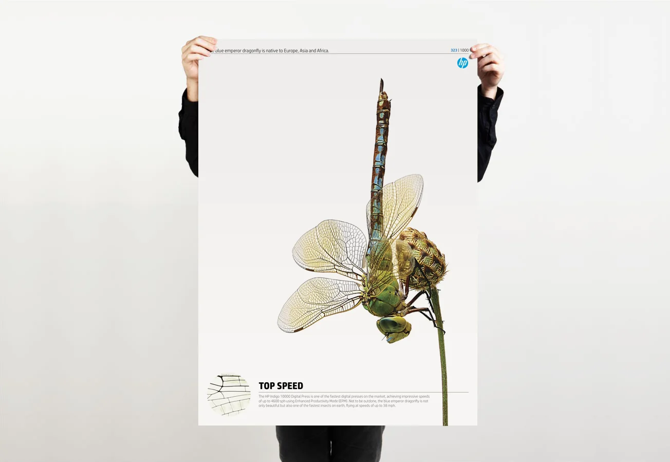 4_Dragonfly.jpg