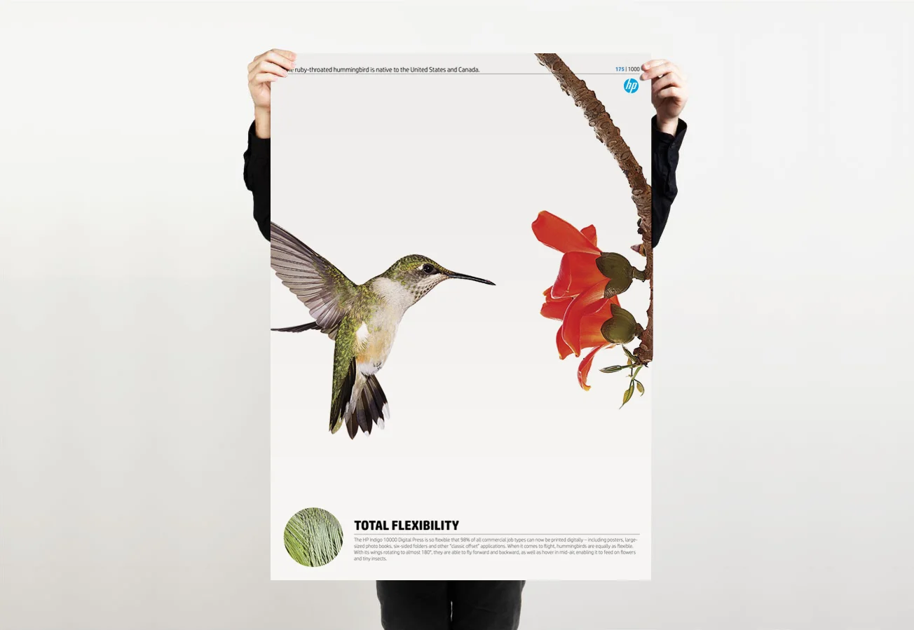 5_Hummingbird.jpg